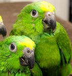 Eliteparrot (Yaltinskaya Street, 11) ، مربي الحيوانات