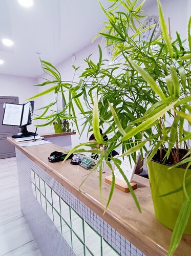 Гостиница Цветы в Республике Саха (Якутии)