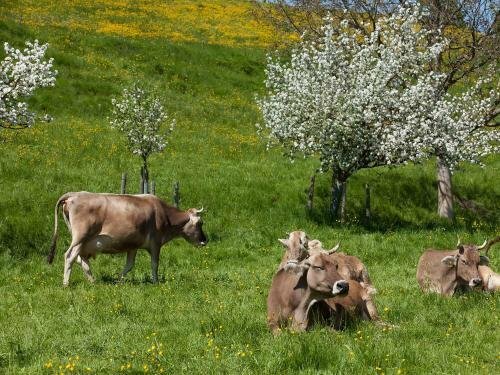 Гостиница Gasthof Rössle в Фюссене