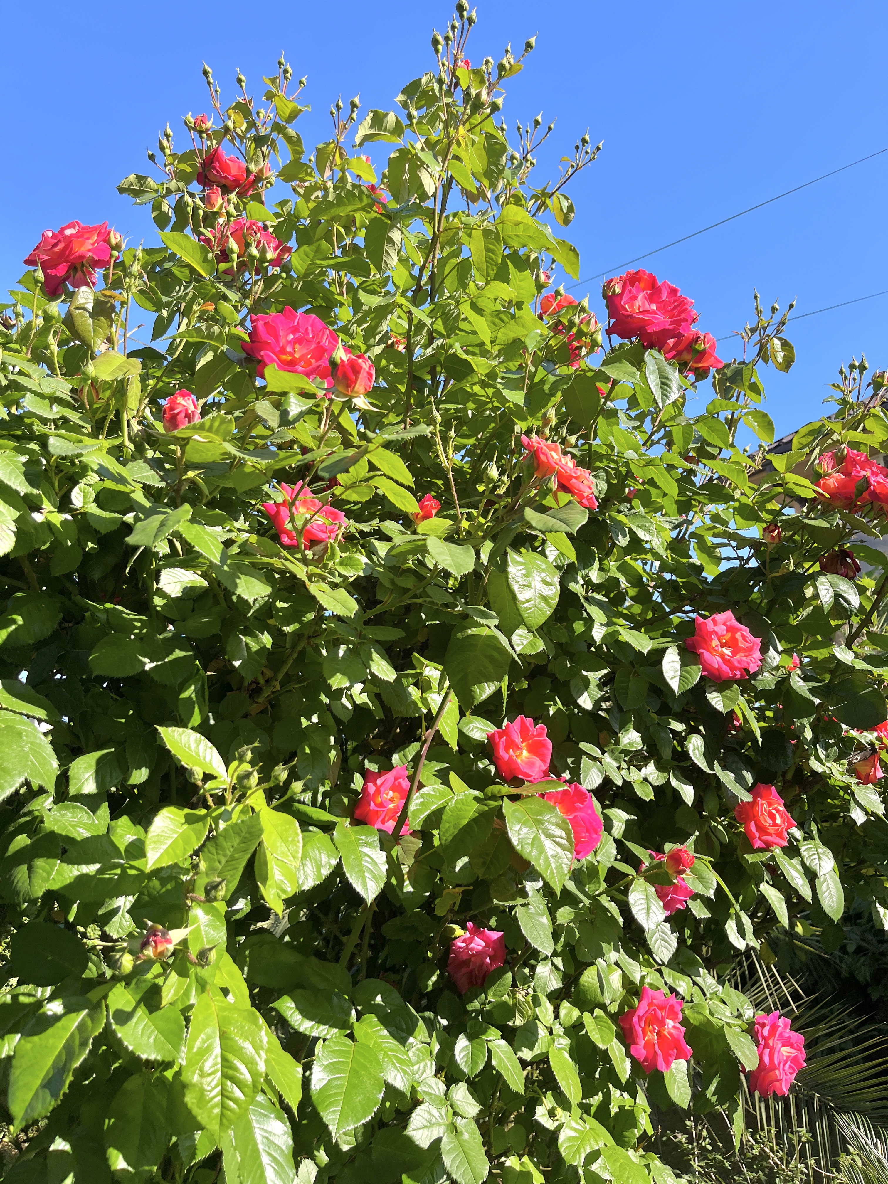 Фото Олимпийский парк