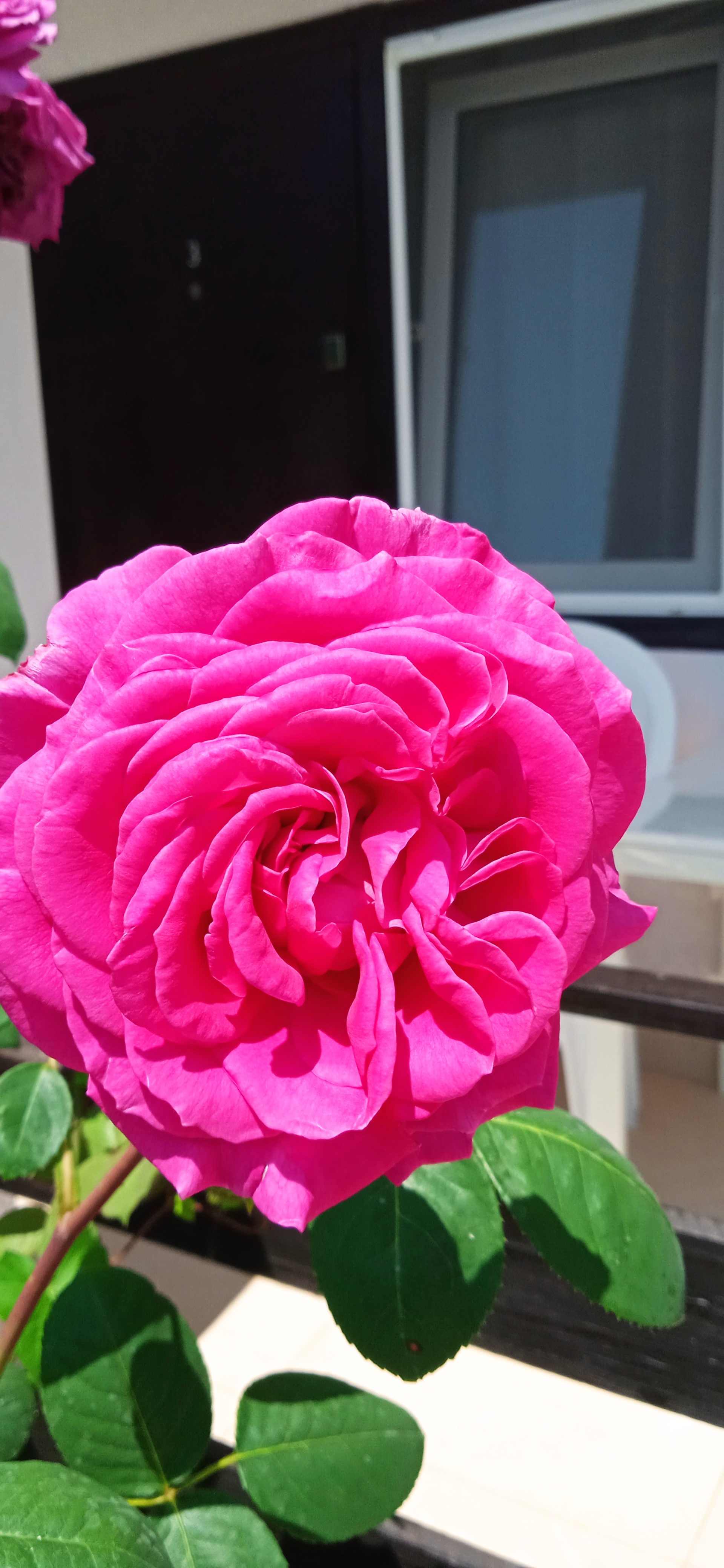 Фото Пчелка