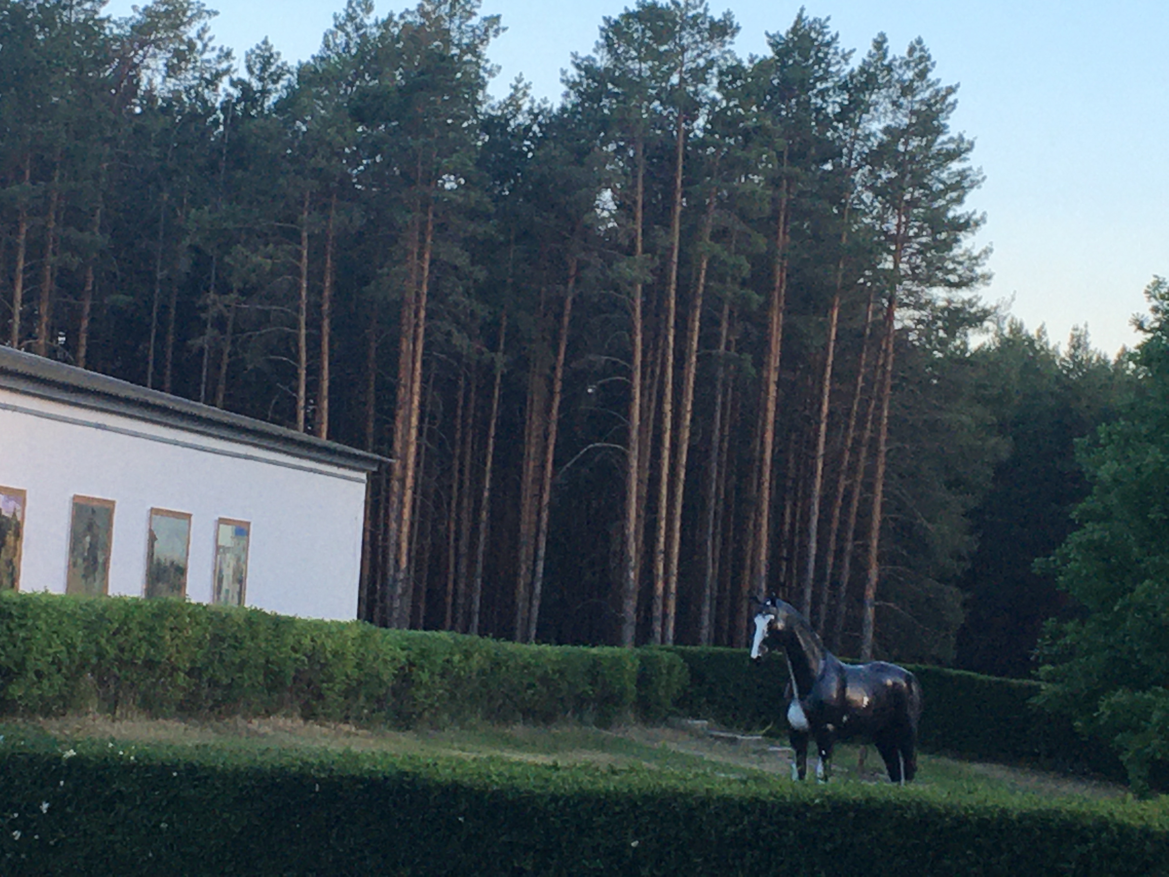 Фото Лесная