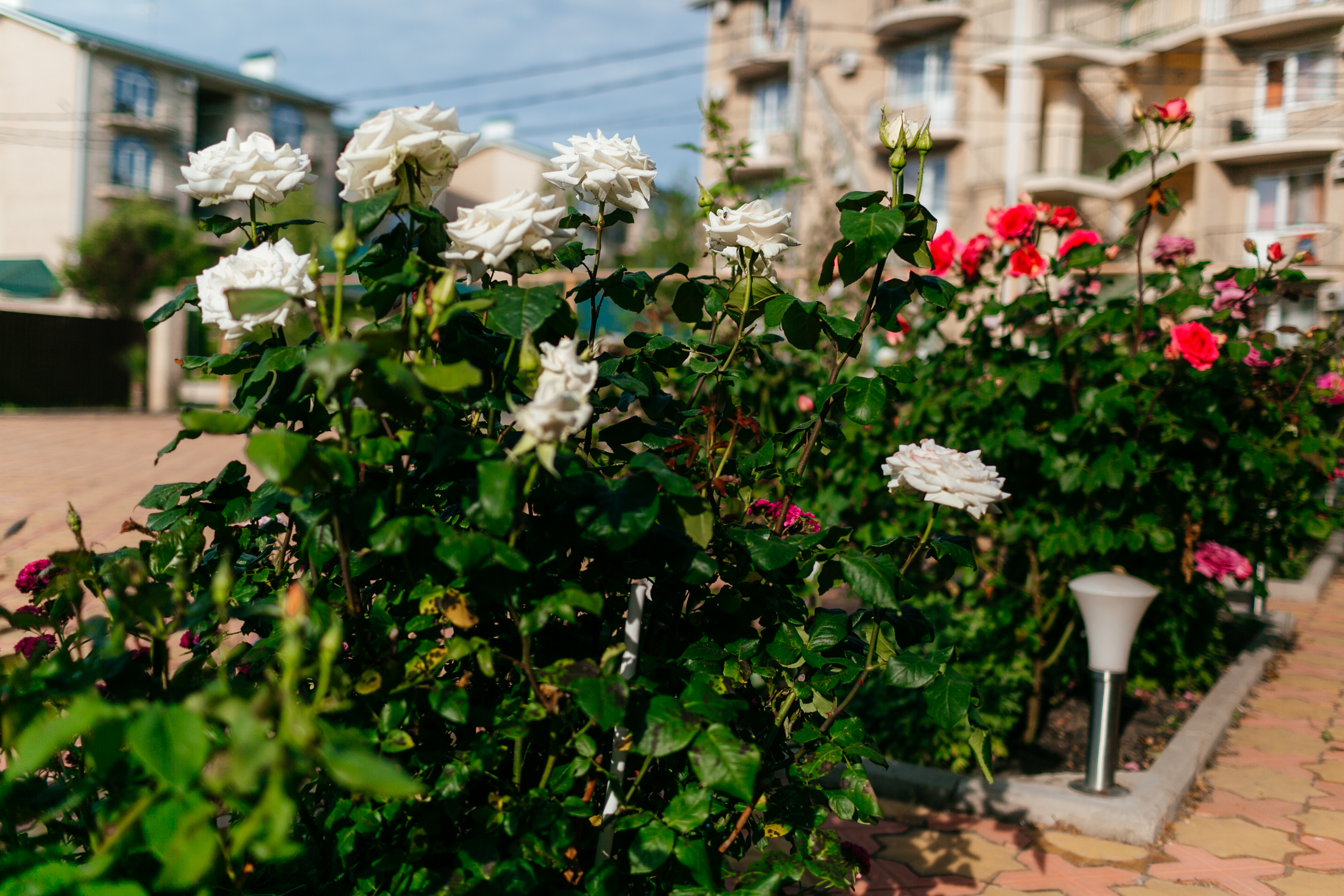 Фото Леонардо