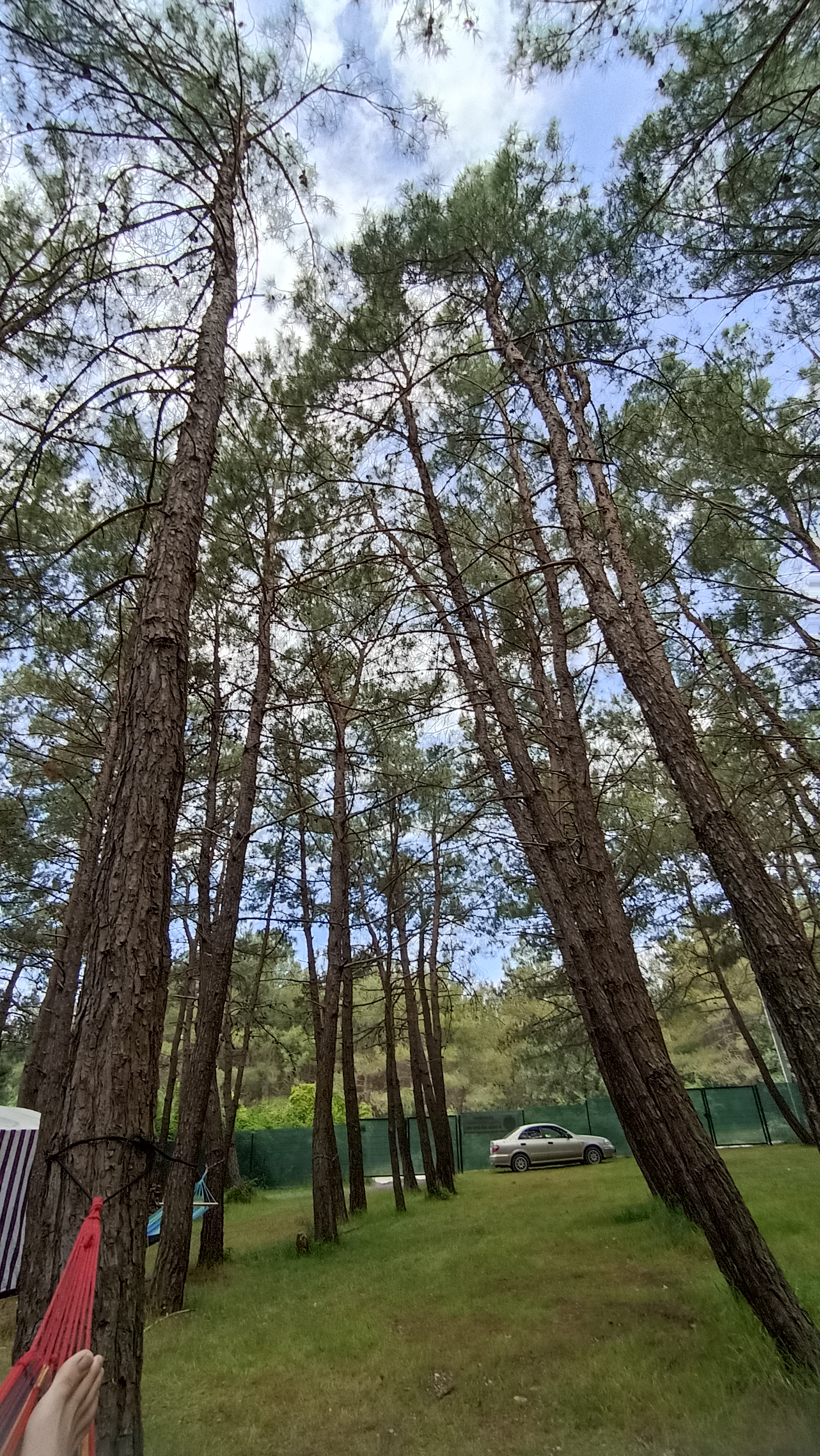 Фото Под соснами