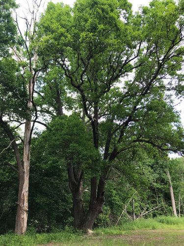 Фото: Могучий дуб, природа, Калужская область, Боровский район ...