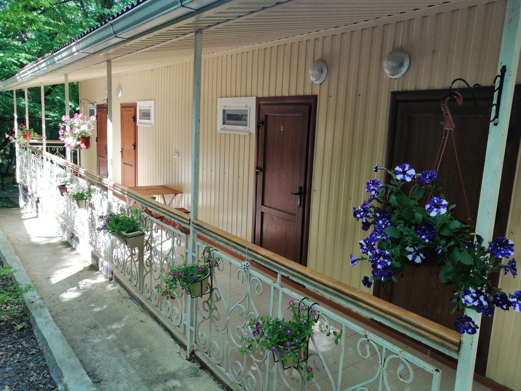 Фото Примула