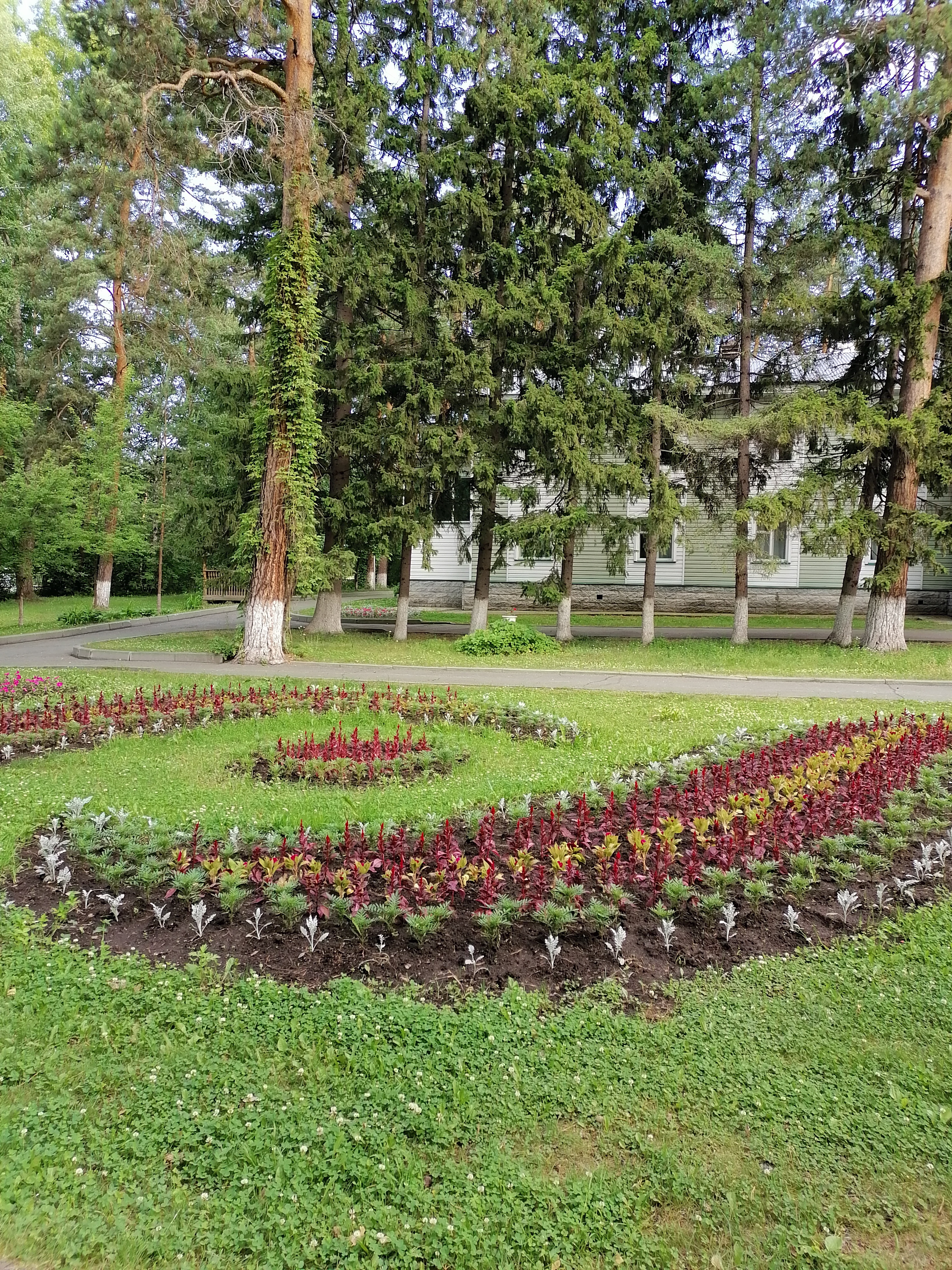 Фото Сосновый бор