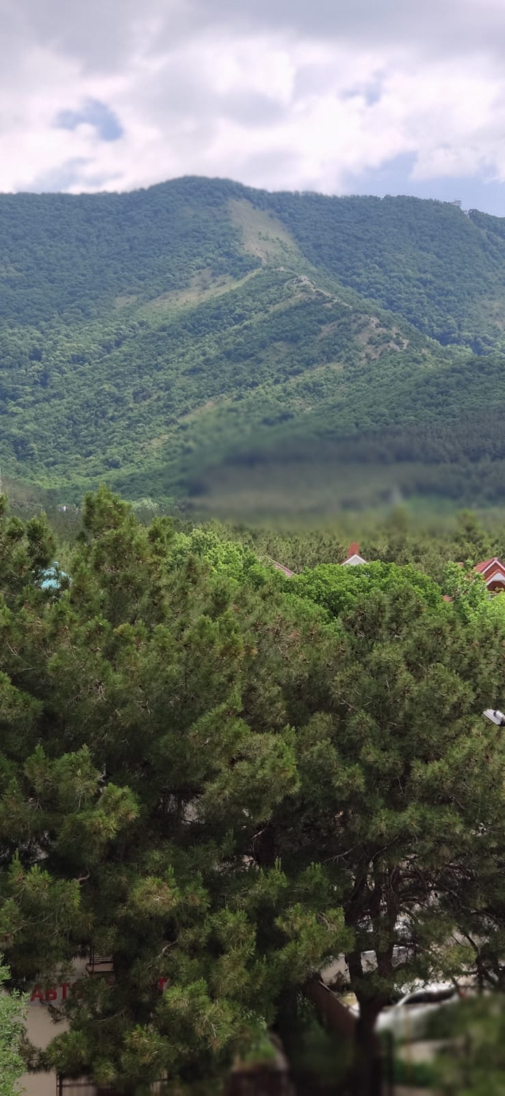 Фото Орхидея