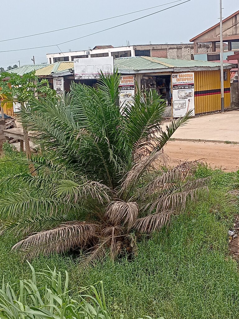 Auto accessories Budumak enterprise, Earth, photo