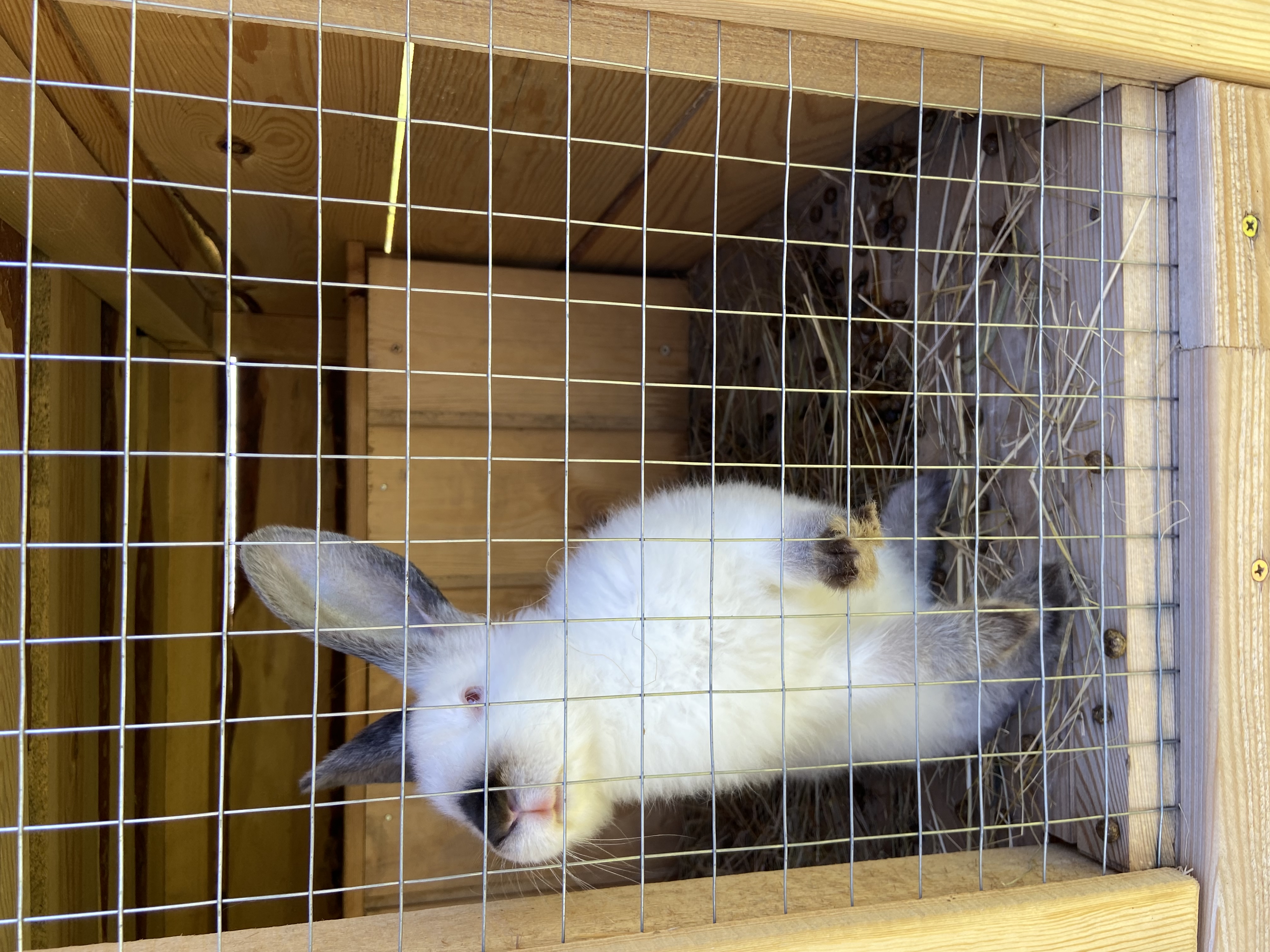 Фото Бабушкина дача