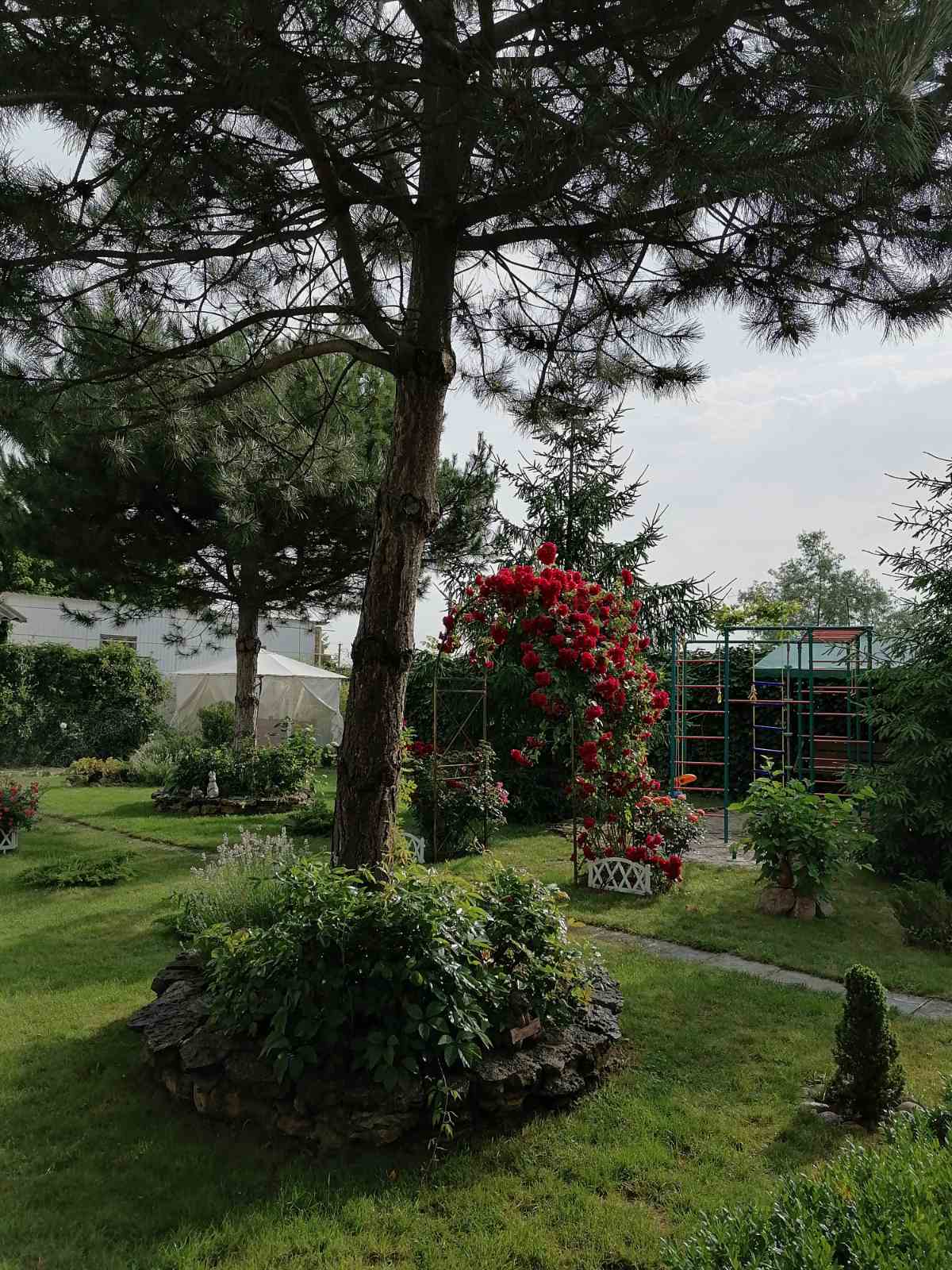 Фото Ивушка