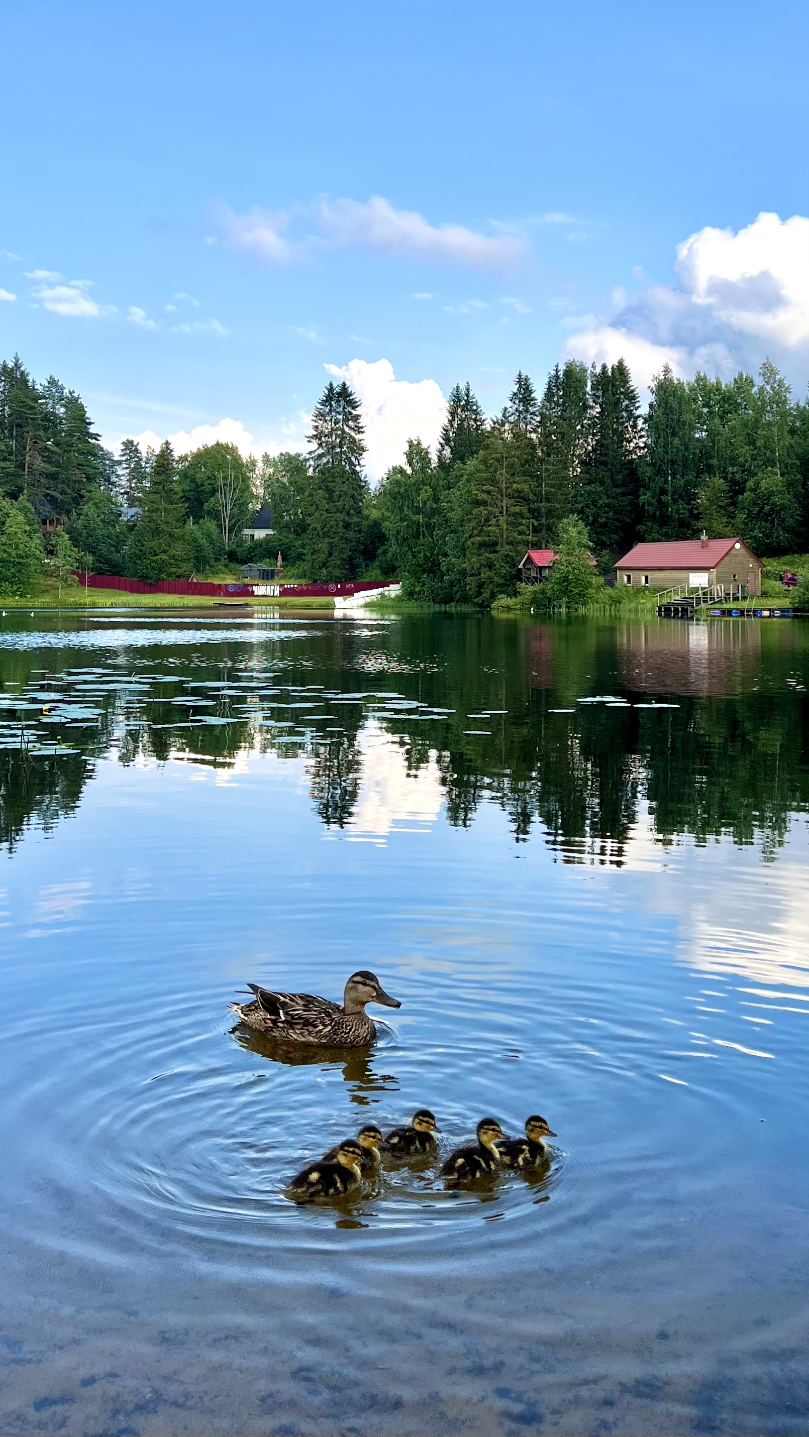 Фото Фортуна