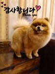 Правильный груминг (Leningradskoye Highway, 21), pet salon