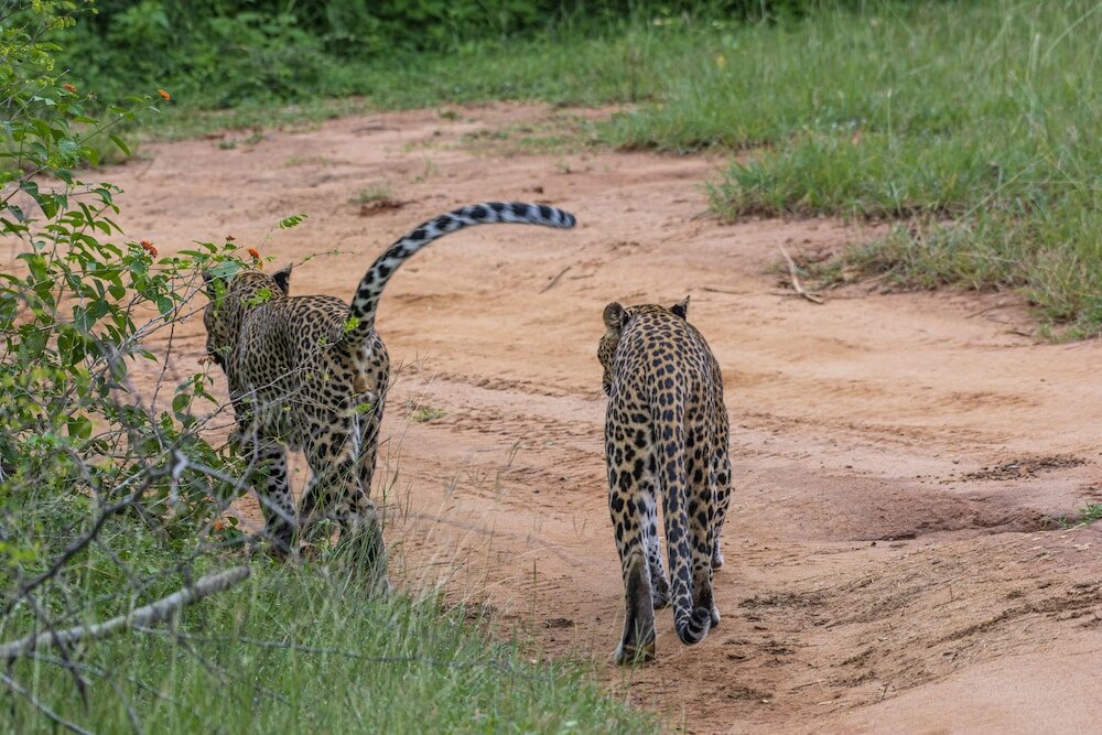 Фото Funky Leopard Safari Lodge Bordering Yala National Park - Hostel