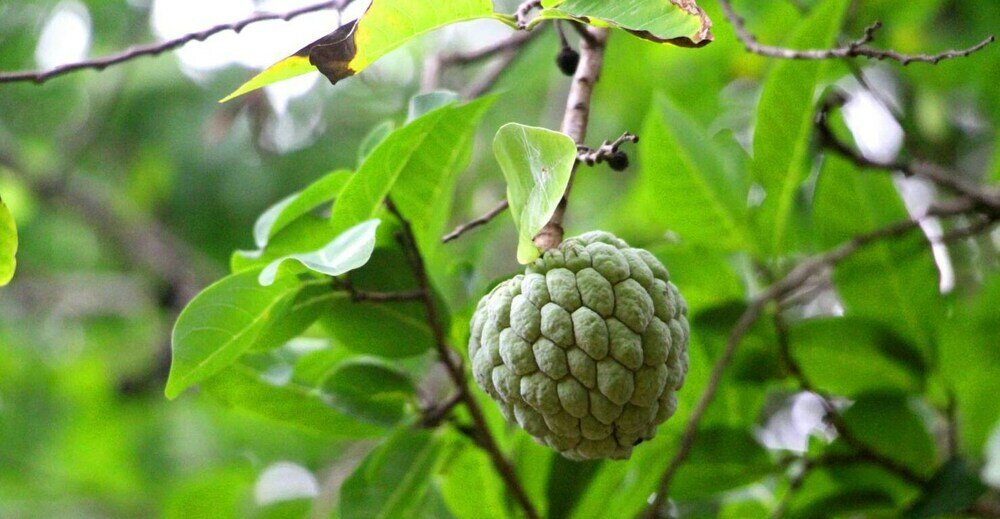 Фото Beddegama Eco