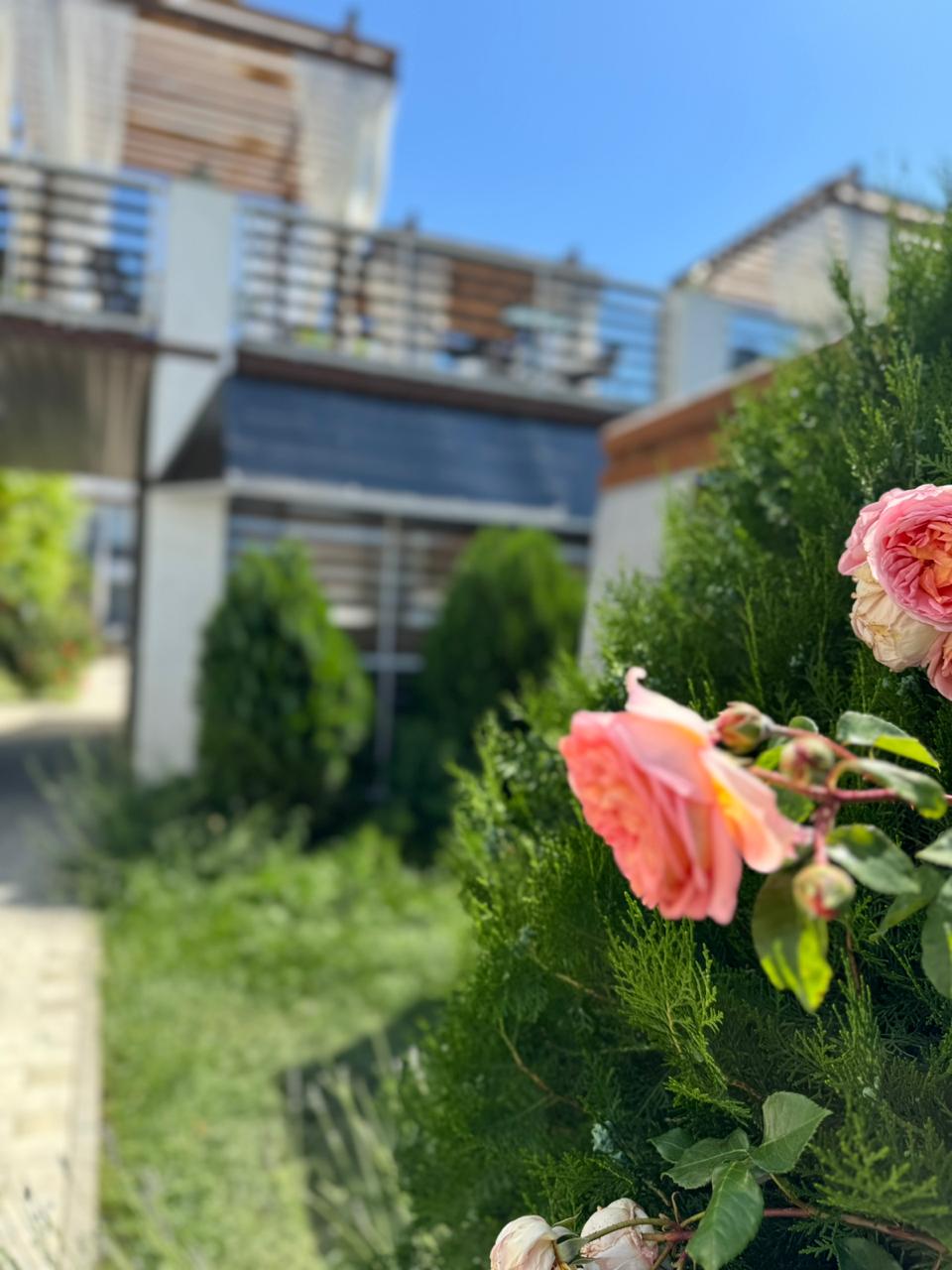 Фото Гранд Камелия