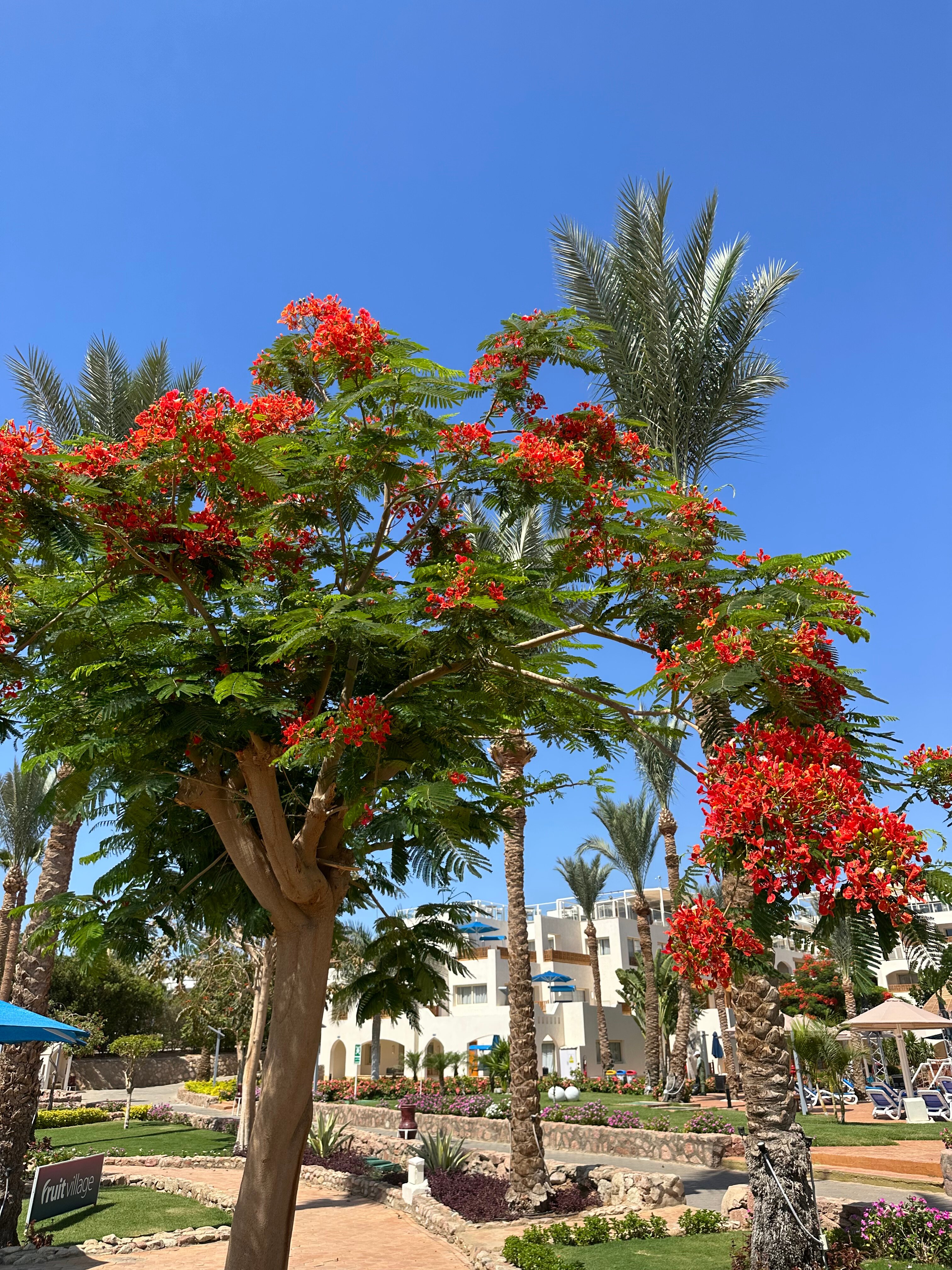 Фото Pickalbatros Royal Grand Resort