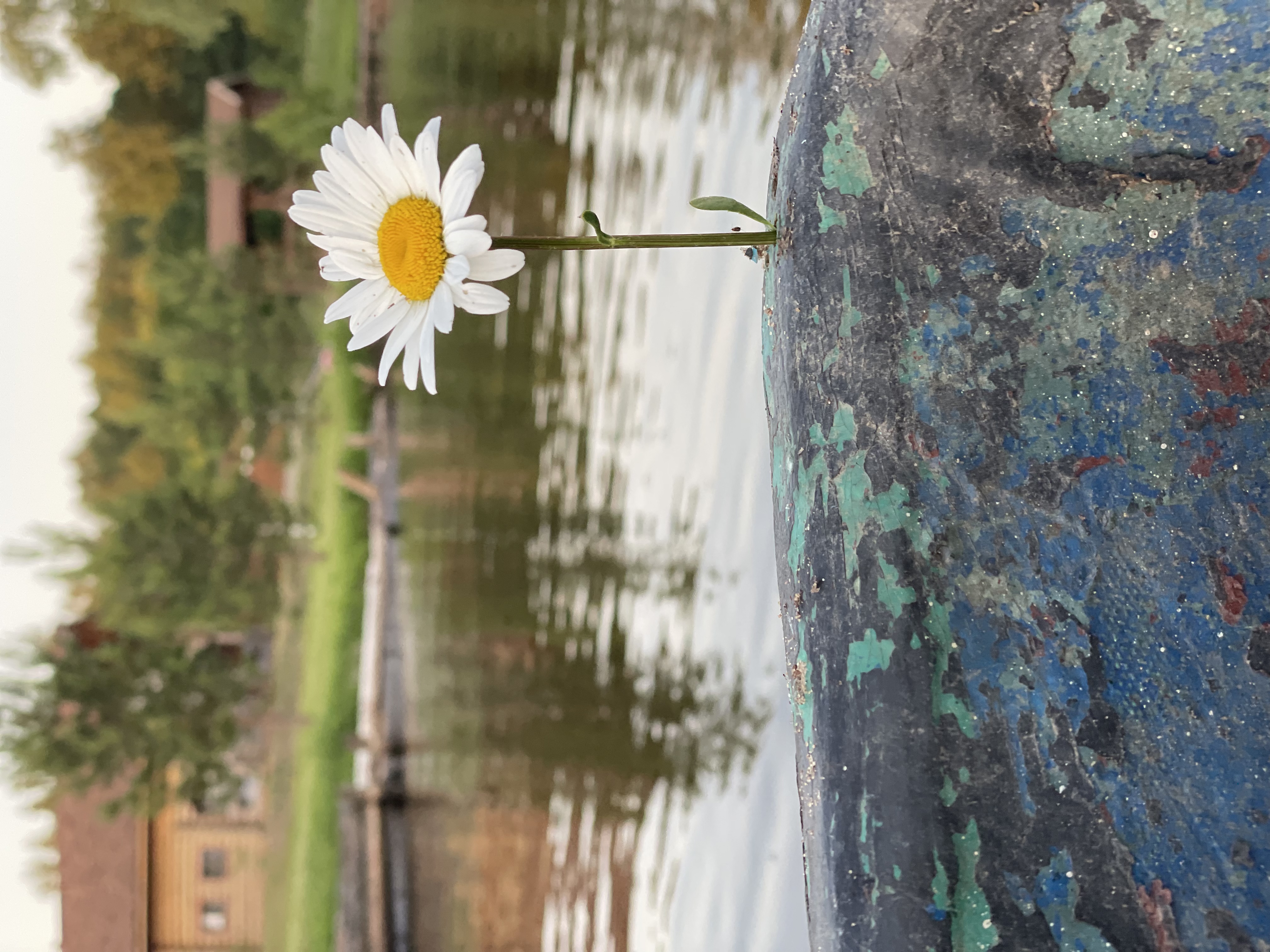 Фото Селигерская ривьера