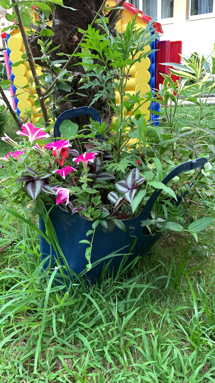 Фото Старая Хоста