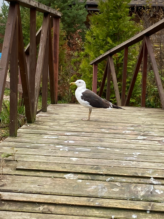 Фото Эко деревня Печки-Лавочки