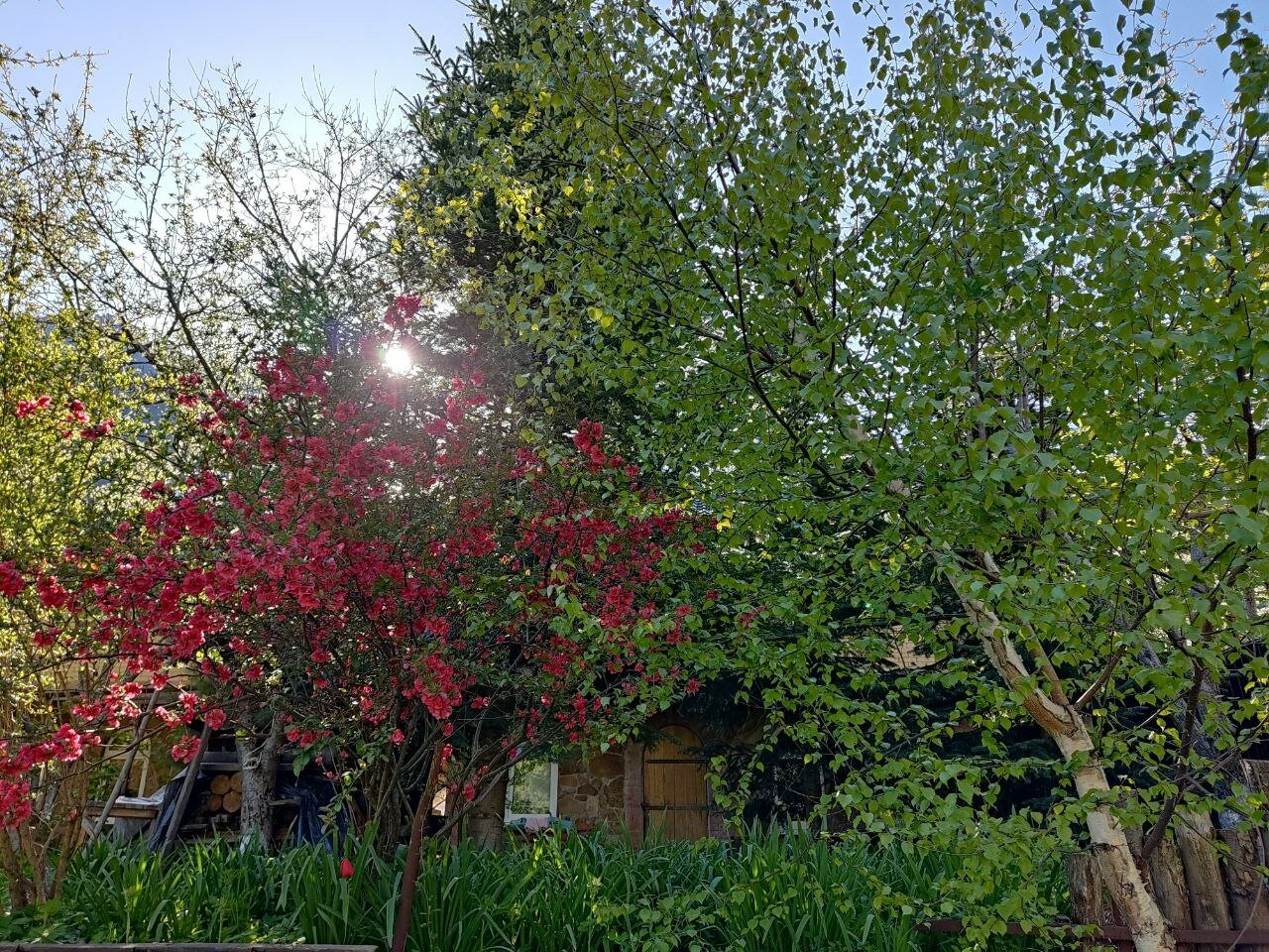 Фото Кипрей