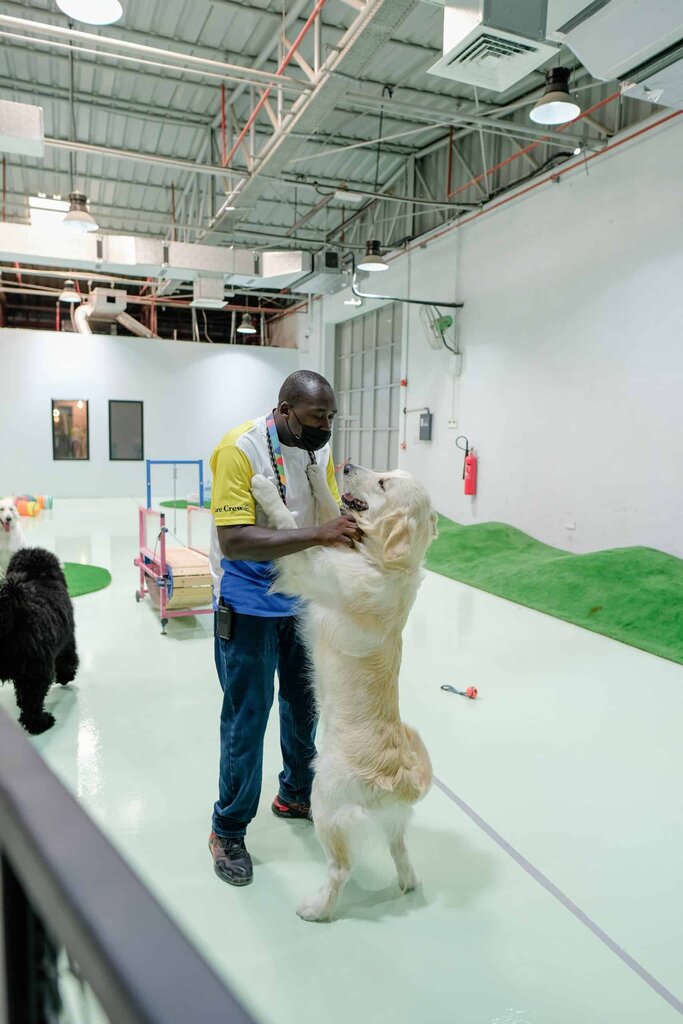 Animal nursery The Barking Lot, Dubai, photo