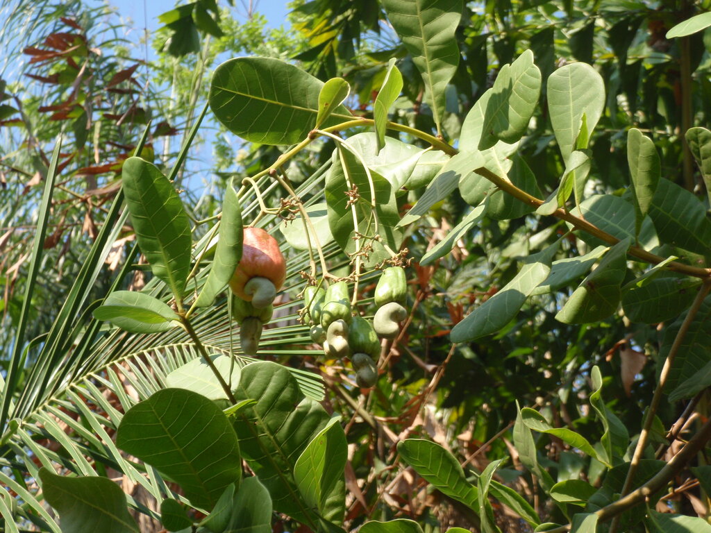 Park Horto Florestal Tote Garcia, State of Mato Grosso, photo