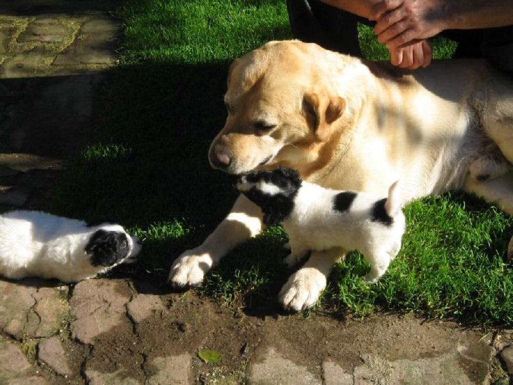Фото Casas Rurales El Terrero