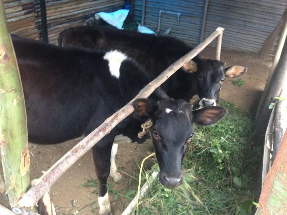 Фото Vridhavan Mist City