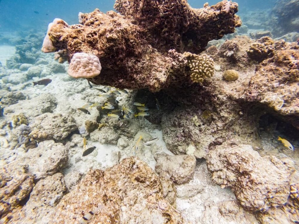 Фото One The Island