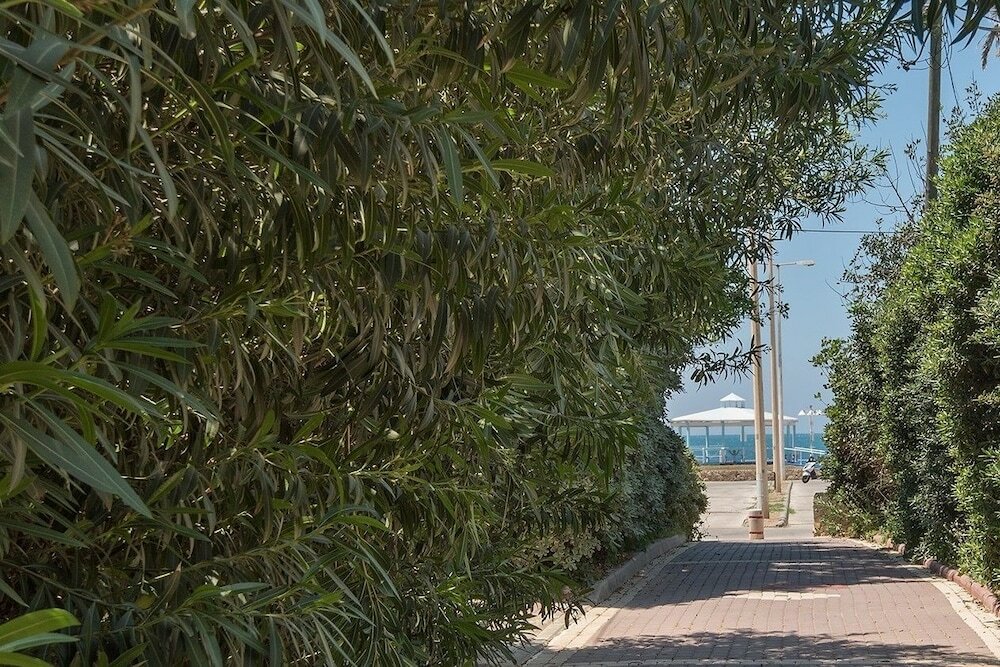 Фото Palm on the Beach
