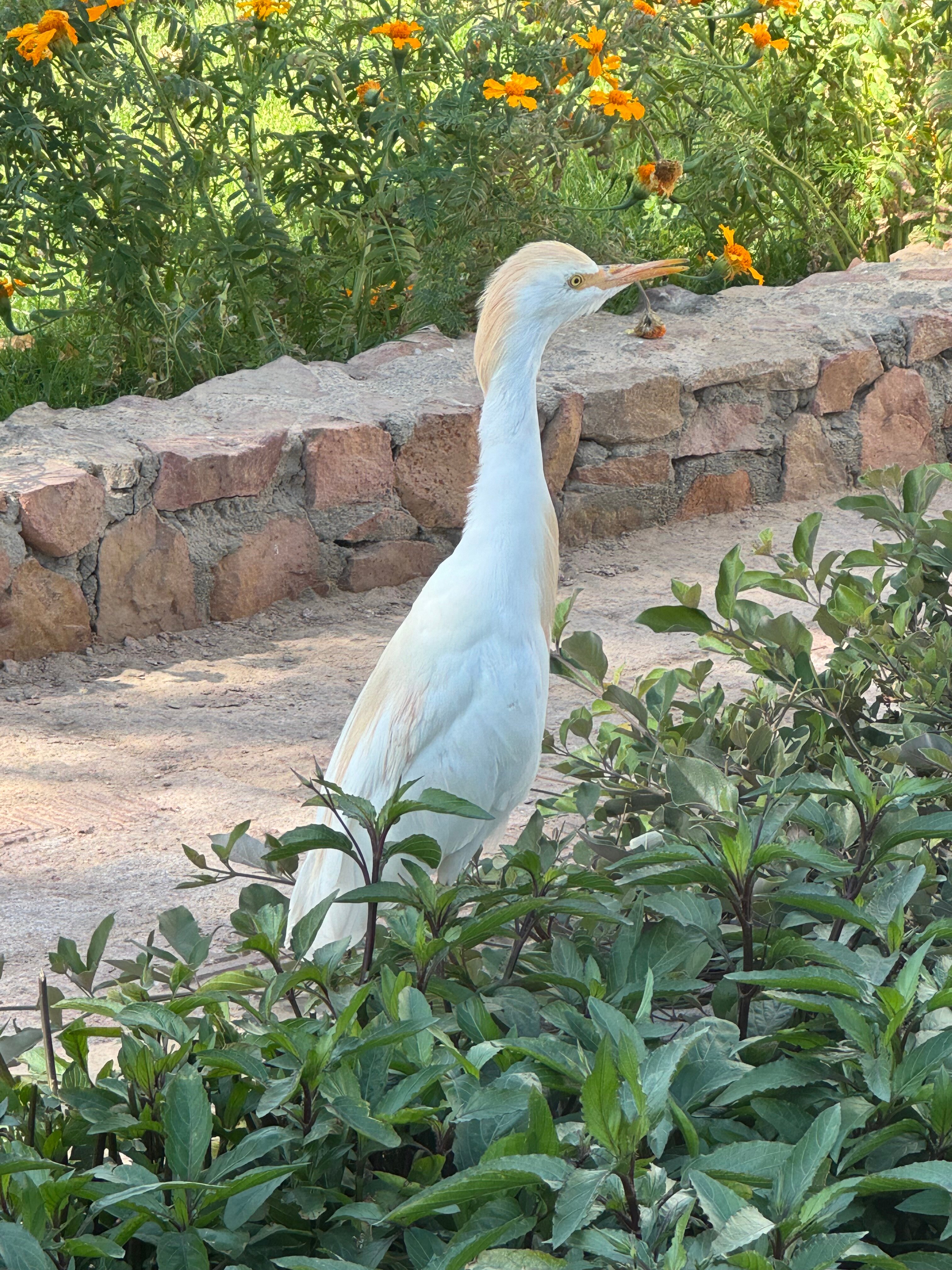 Фото Менавиль Резорт