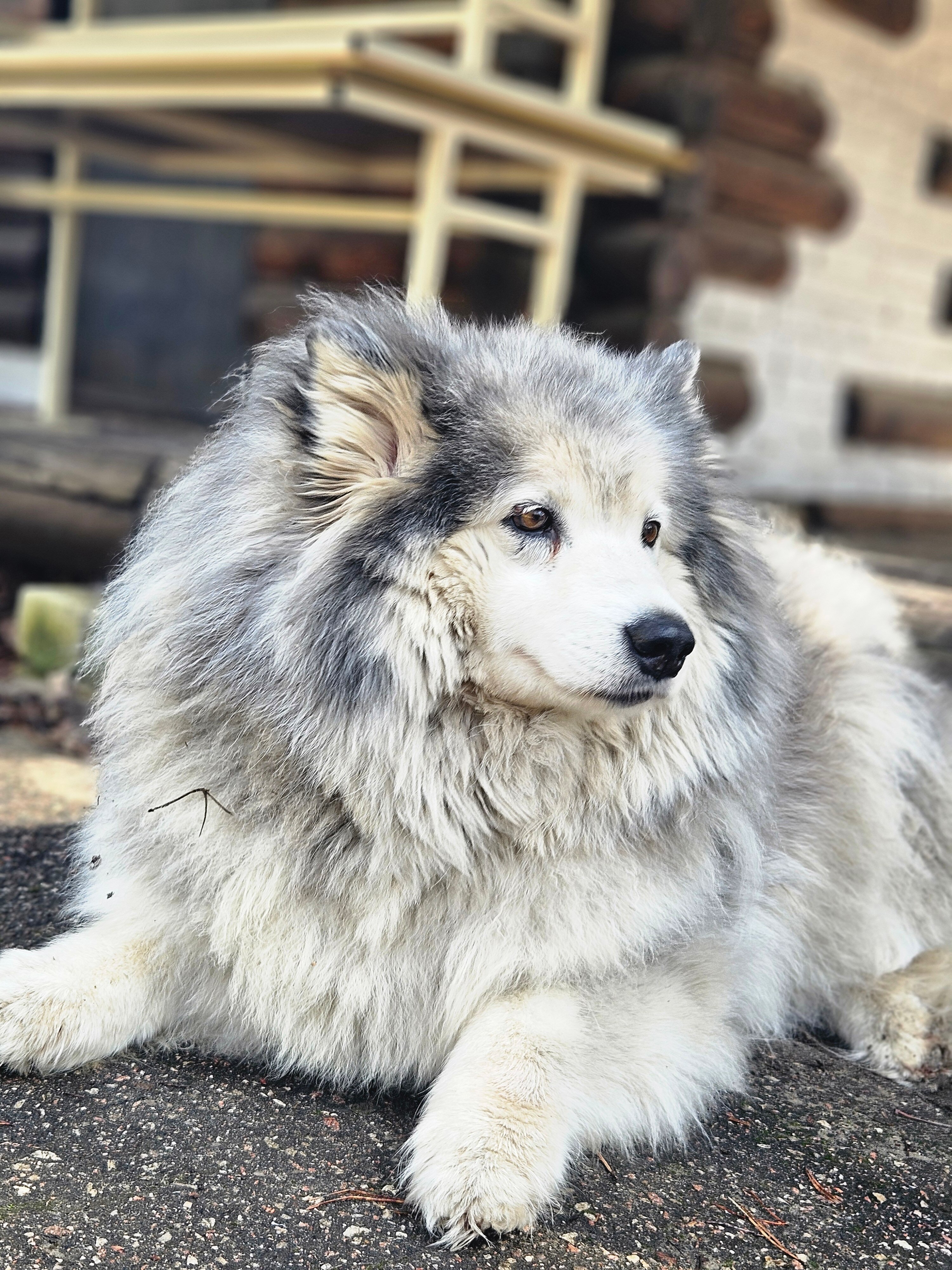 Фото Большая медведица