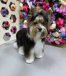 Novikova grooming (Oktyabrya Avenue, 144/1) ، صالون حيوانات أليفة