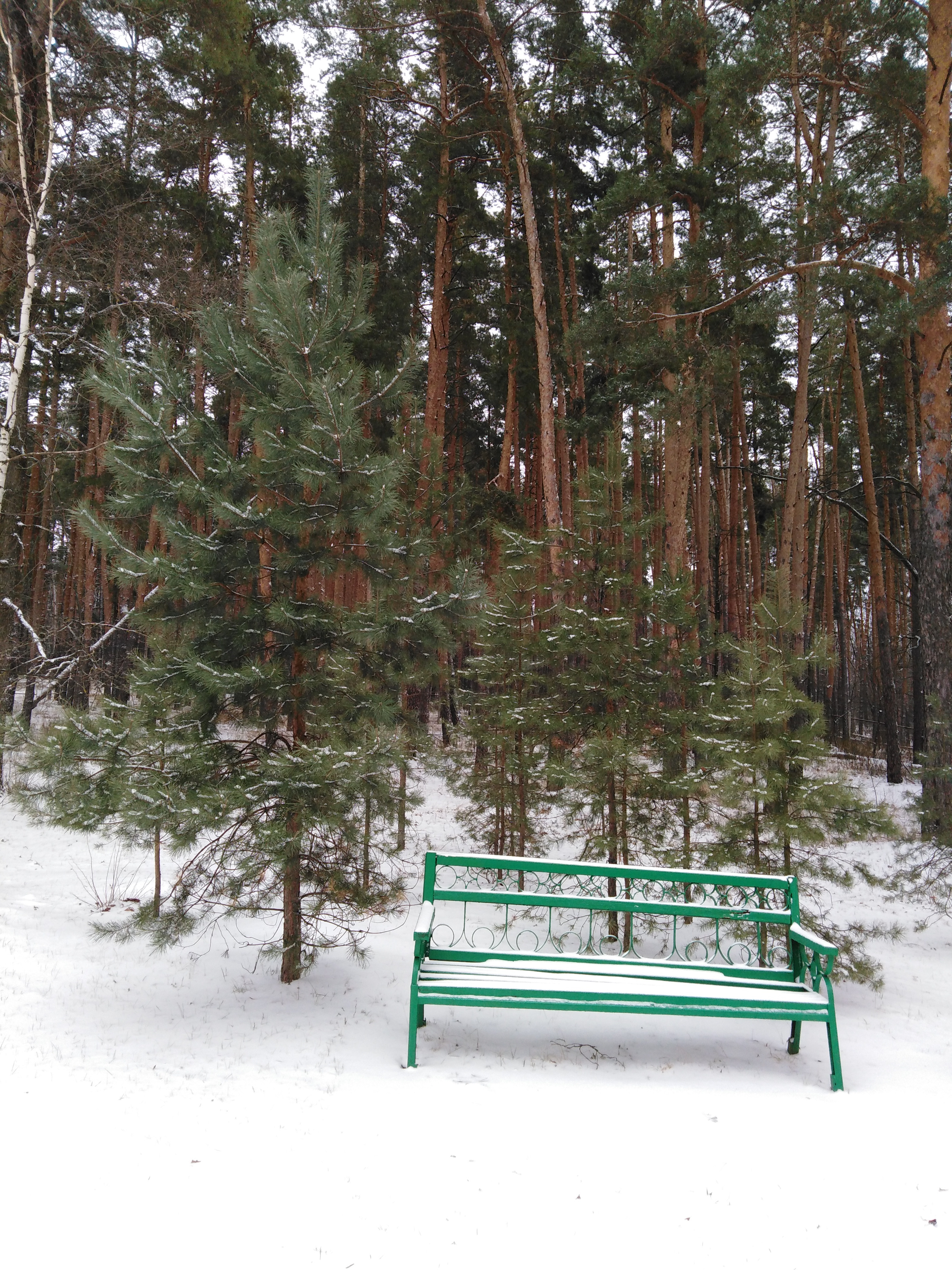 Фото Лесная жемчужина