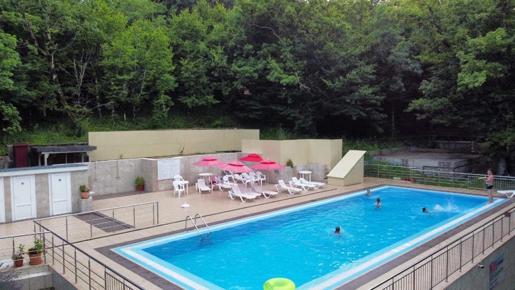 Фото Примула