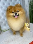 Grooming (Yagodnaya Street, 8к1) ، صالون حيوانات أليفة