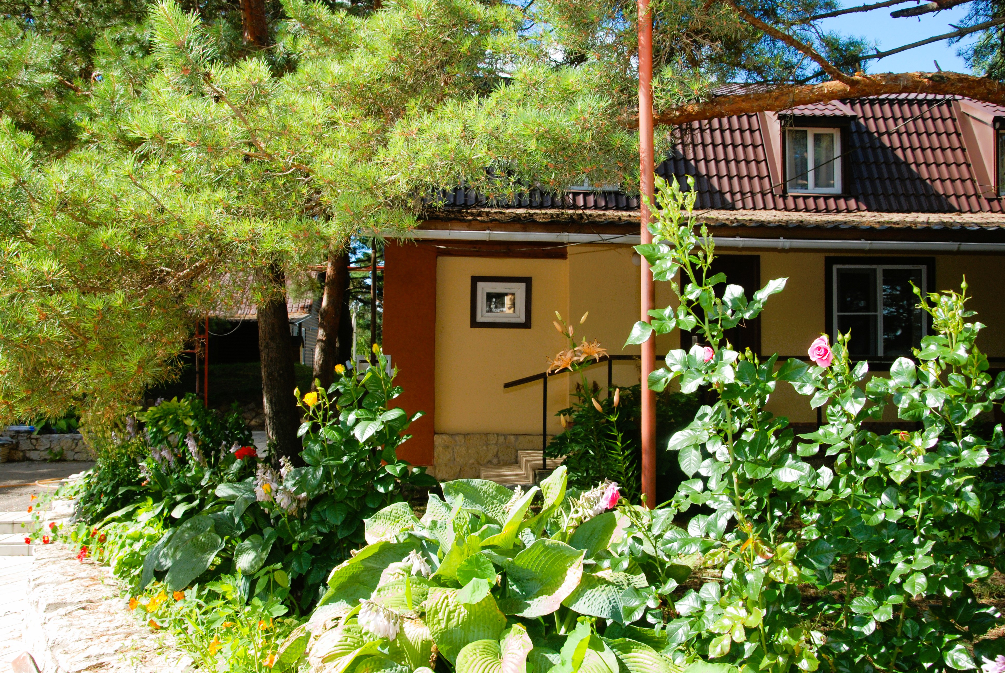 Фото Смоленка