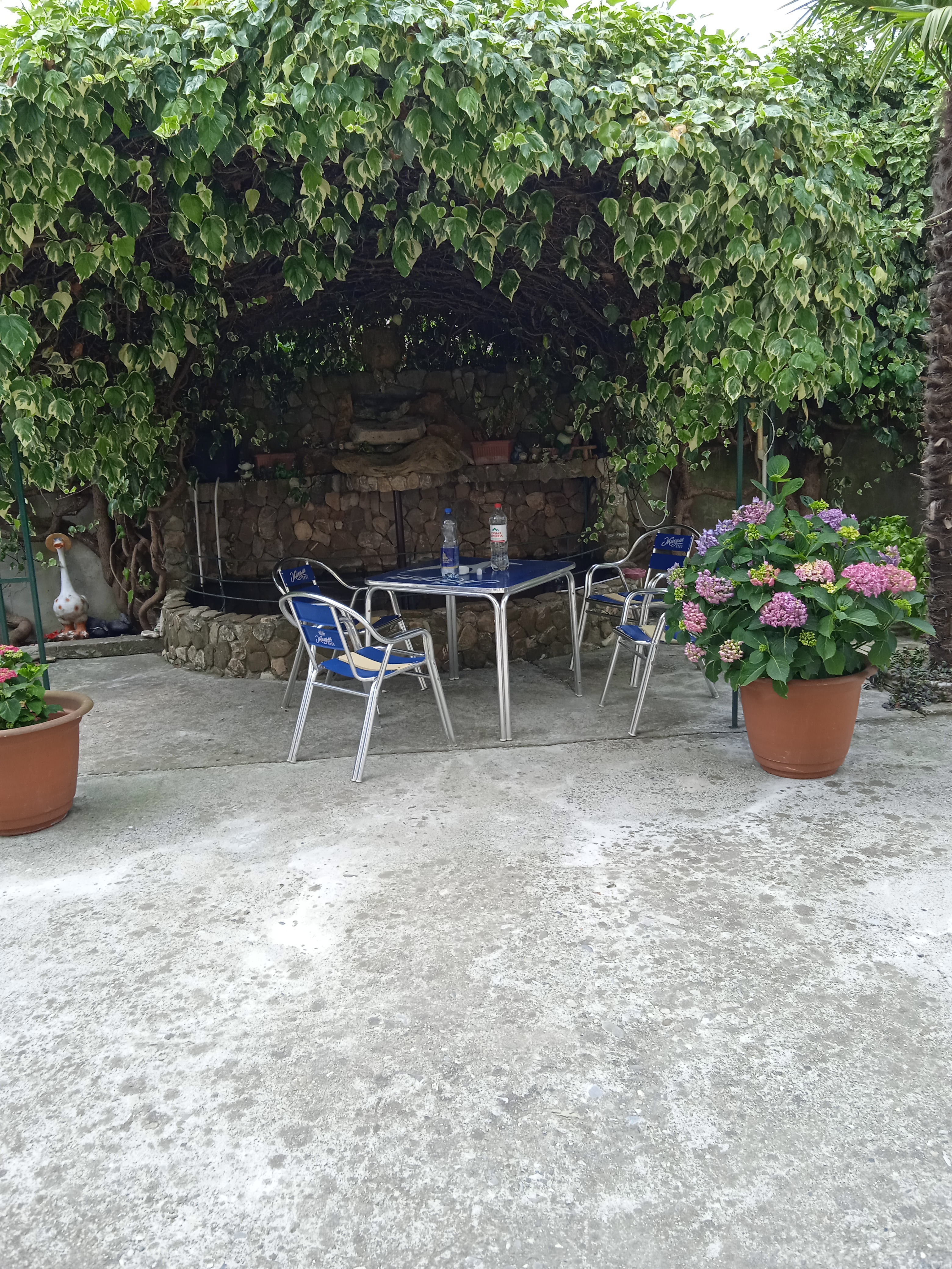 Фото Пальма