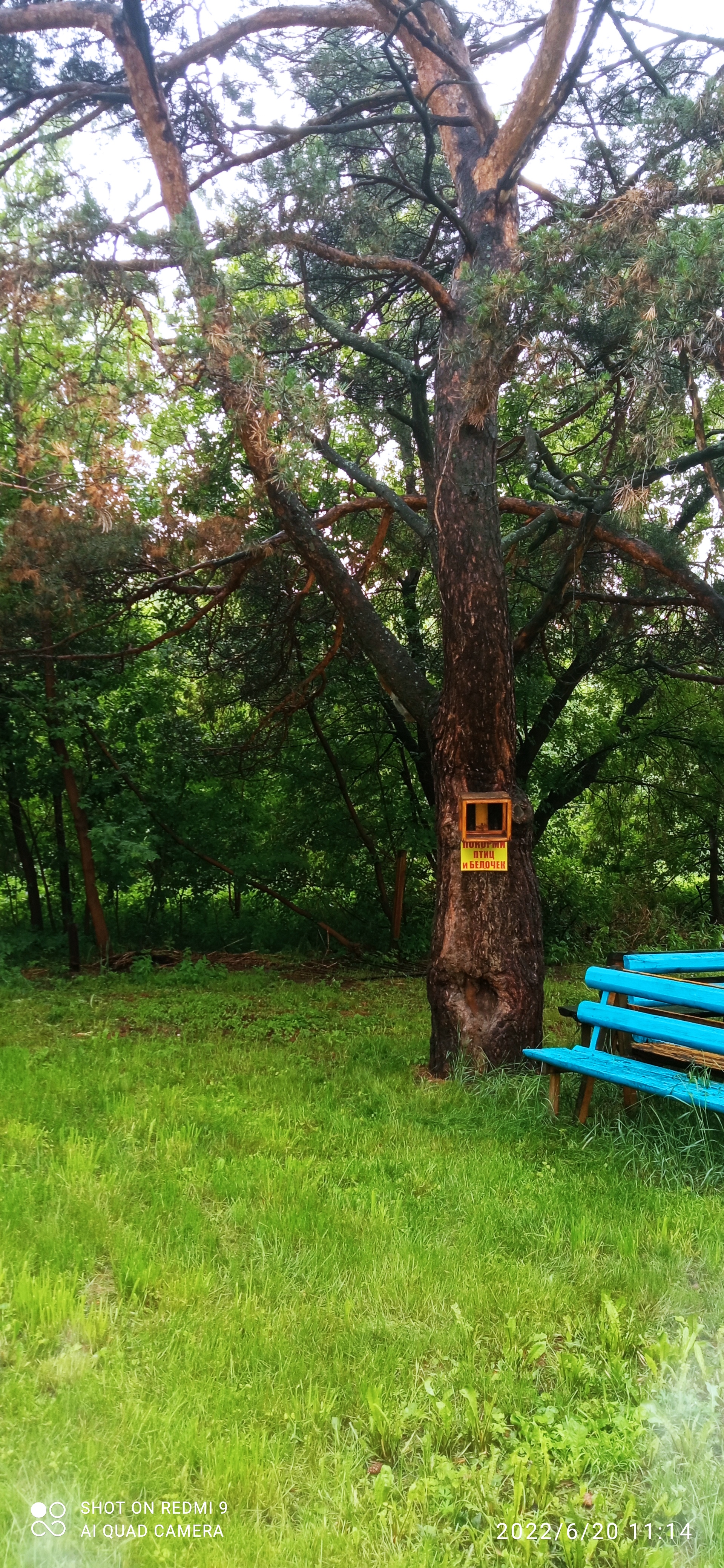 Фото Лесная сказка