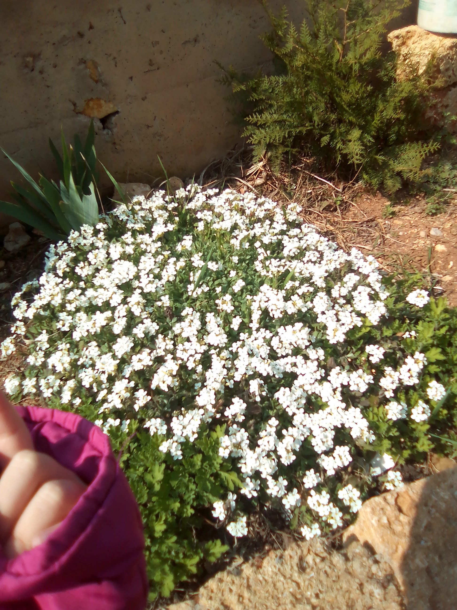 Фото Империал