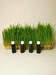Wg (ulitsa Ulyanova, 142), phytoproducts, dietary supplements