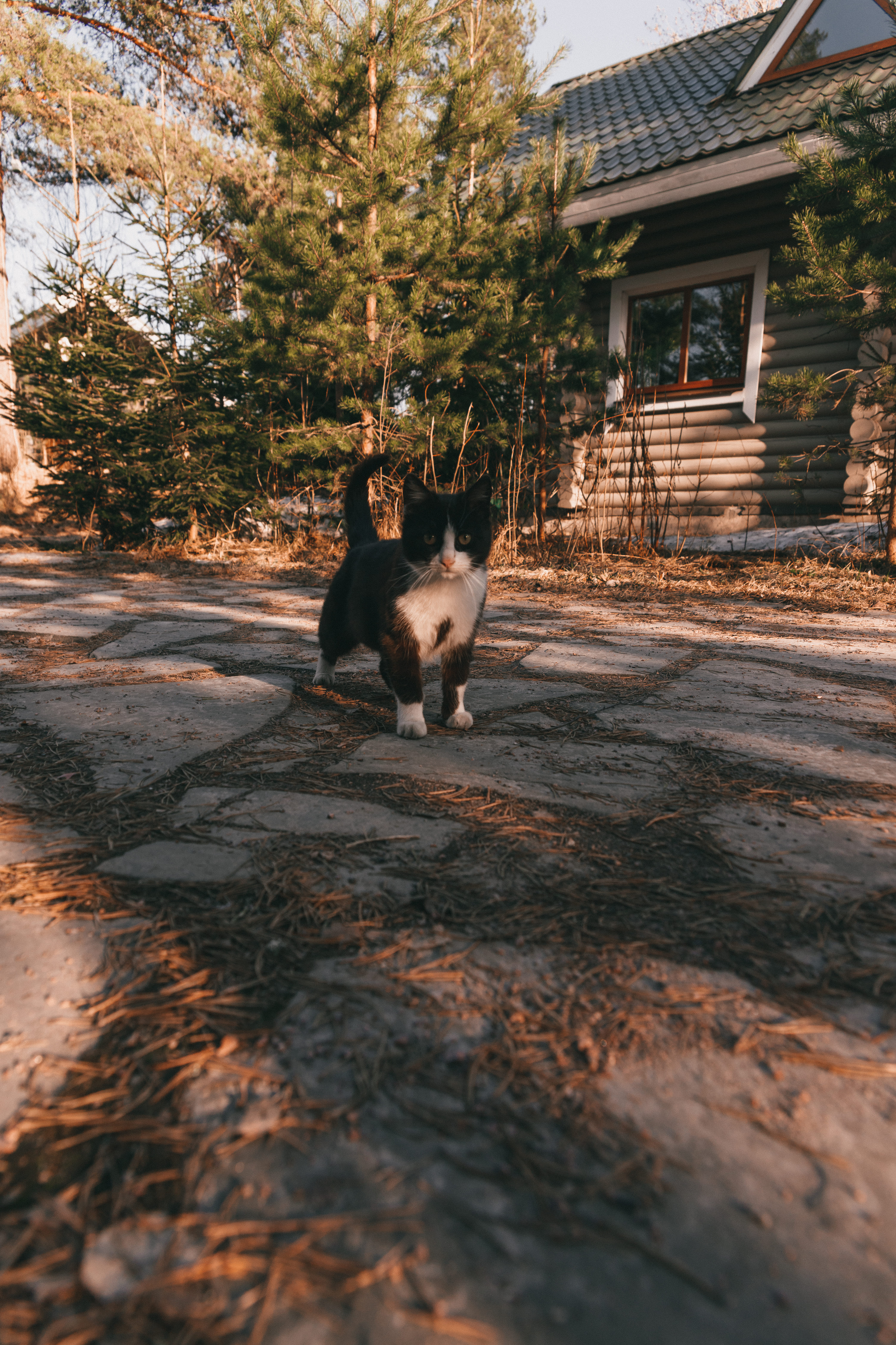 Фото Фрегат