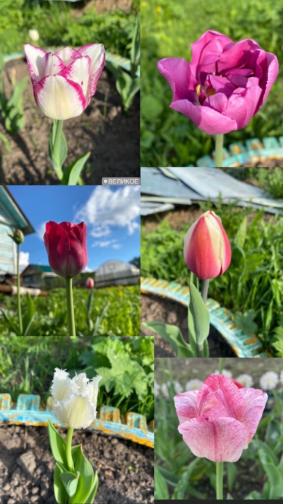Garden center Sadovy tsentr Priroda, Arkhangelsk, photo