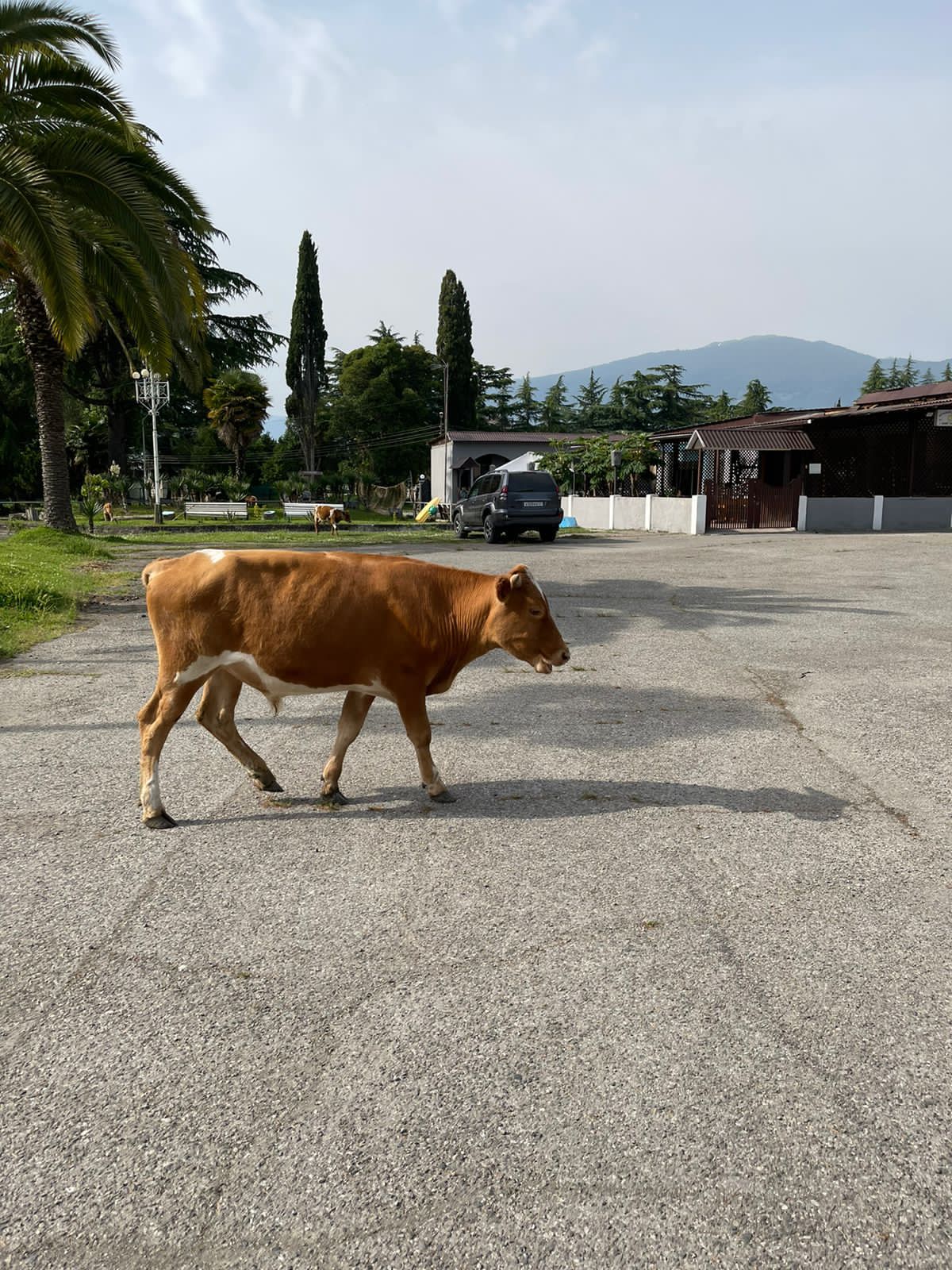 Фото Цитрус 1