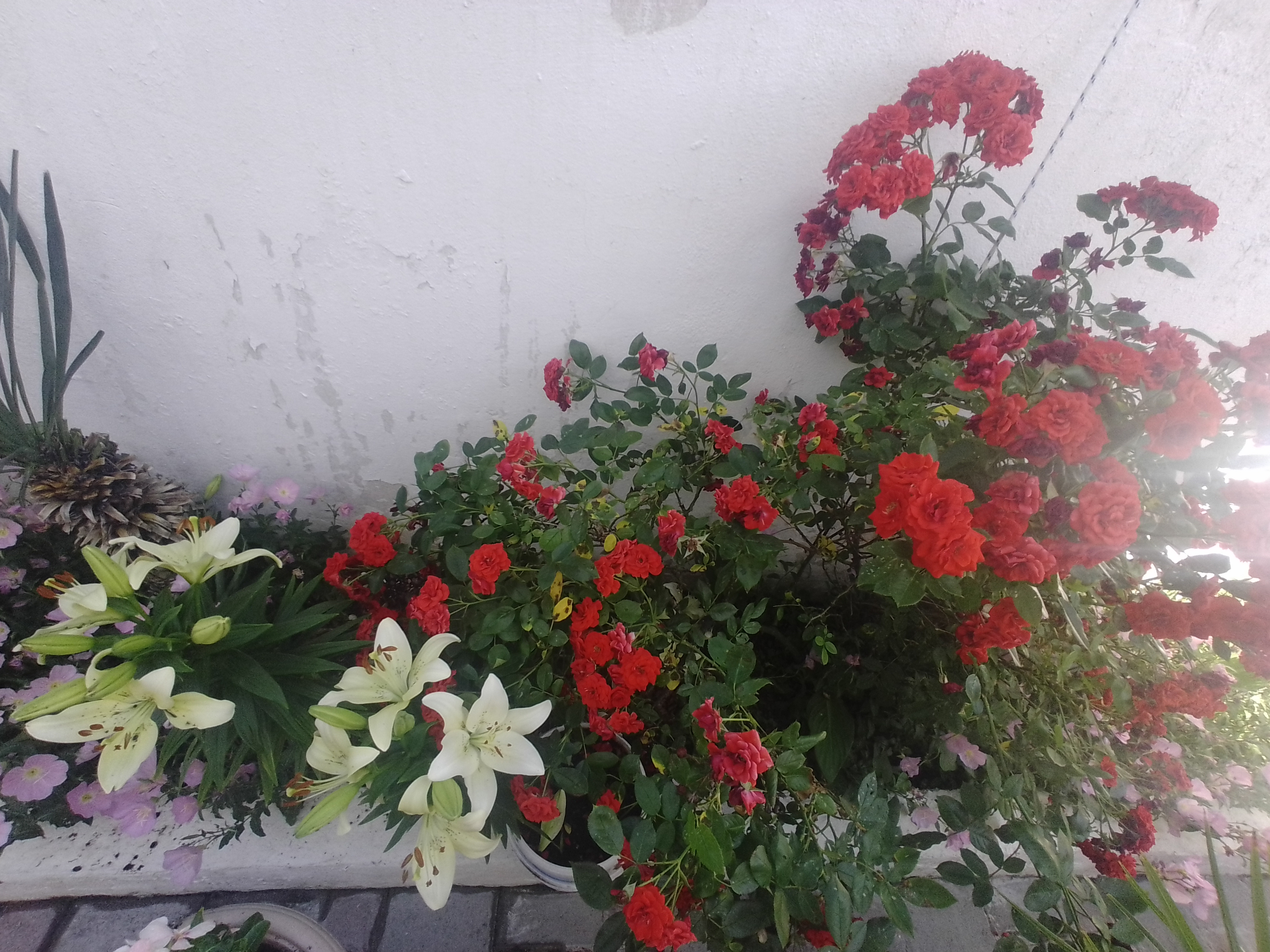 Фото Элегант