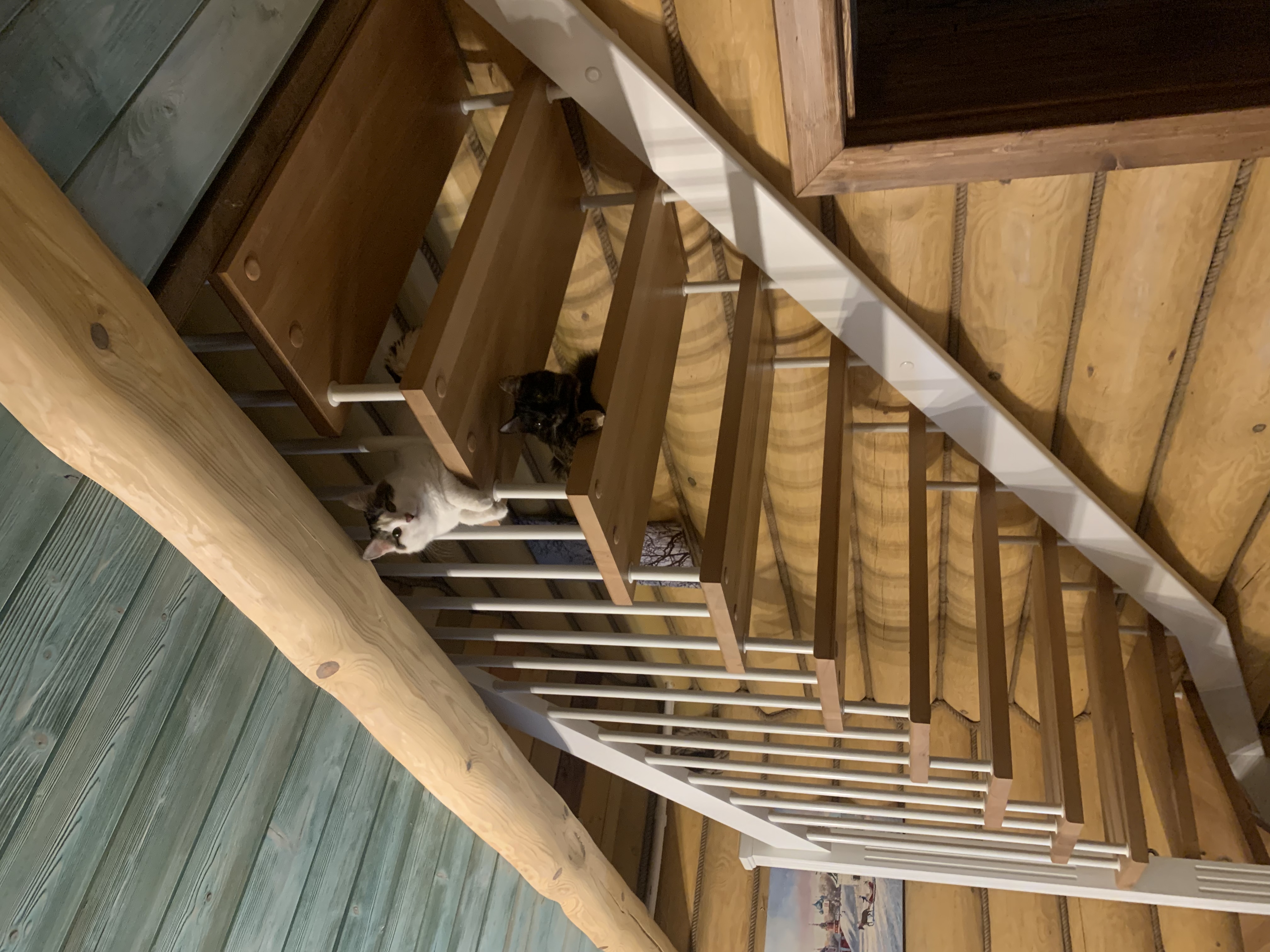 Фото Медоед