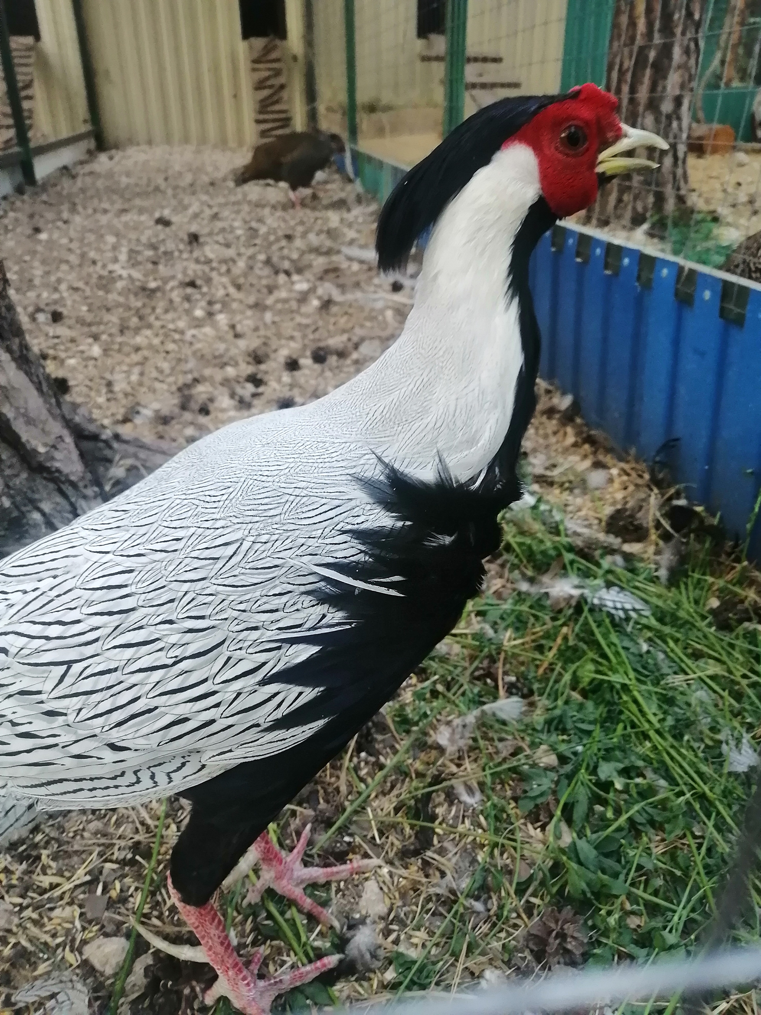 Фото Лазори