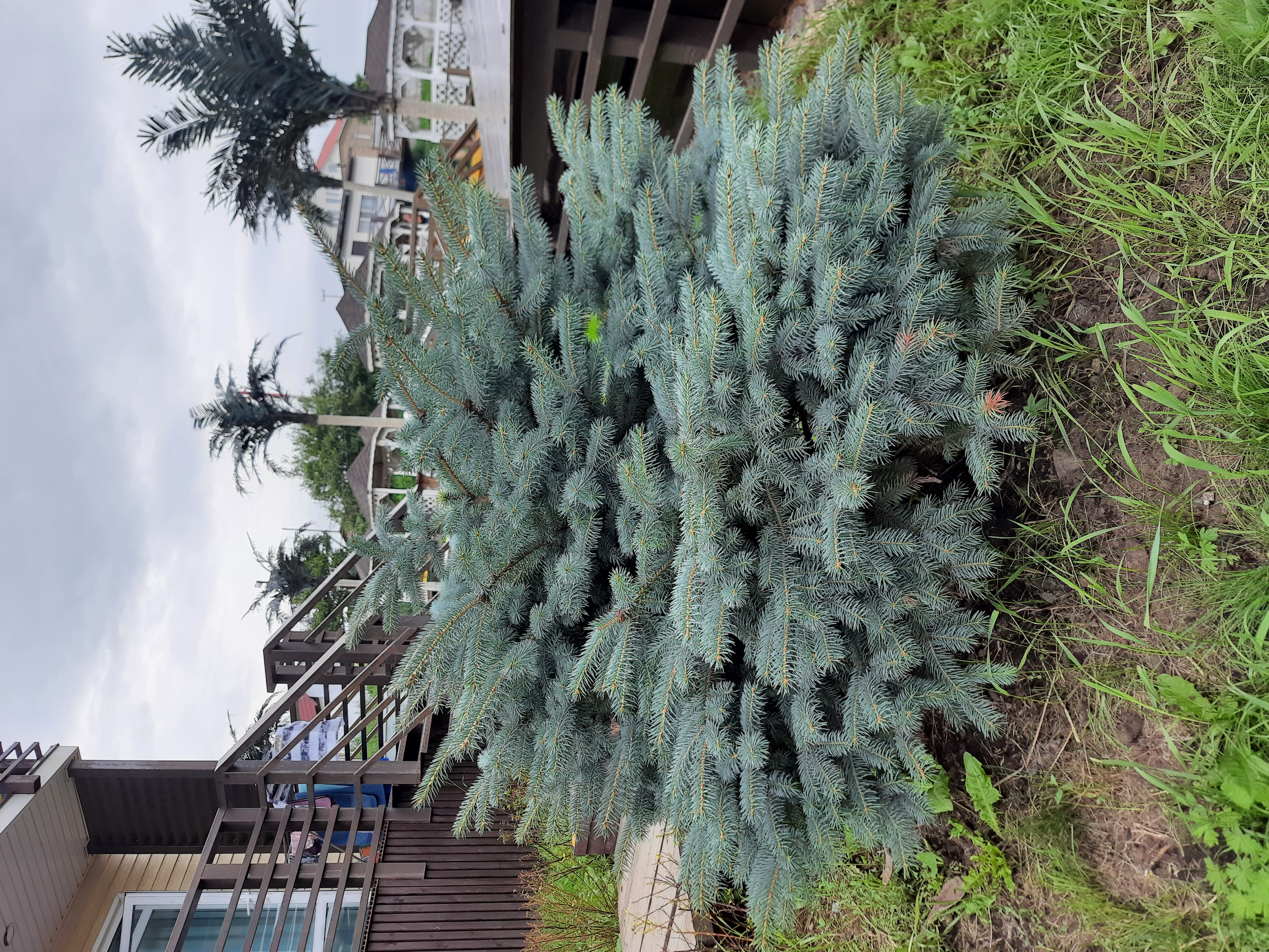 Фото Южанка