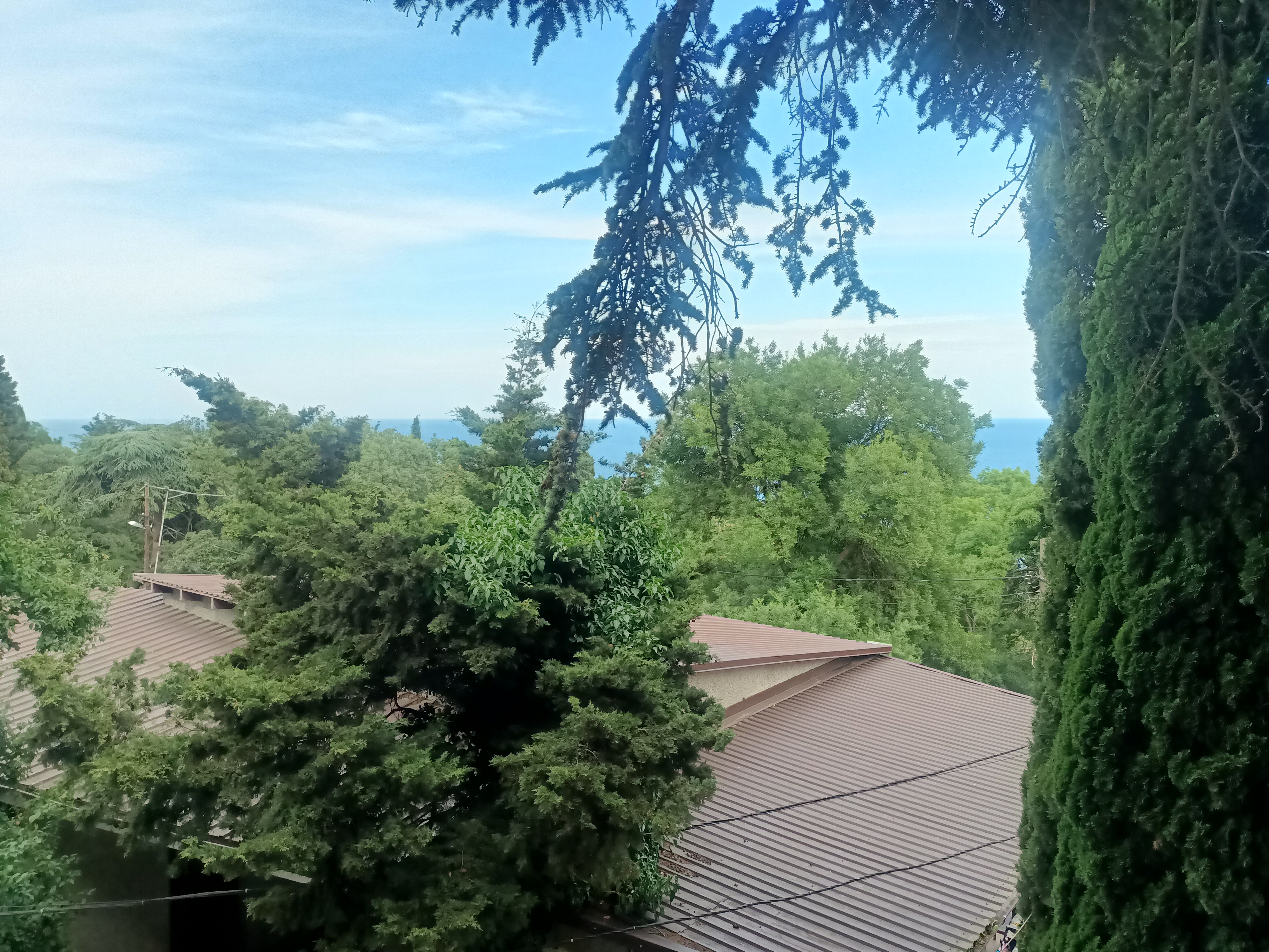 Фото Кедр-Запад